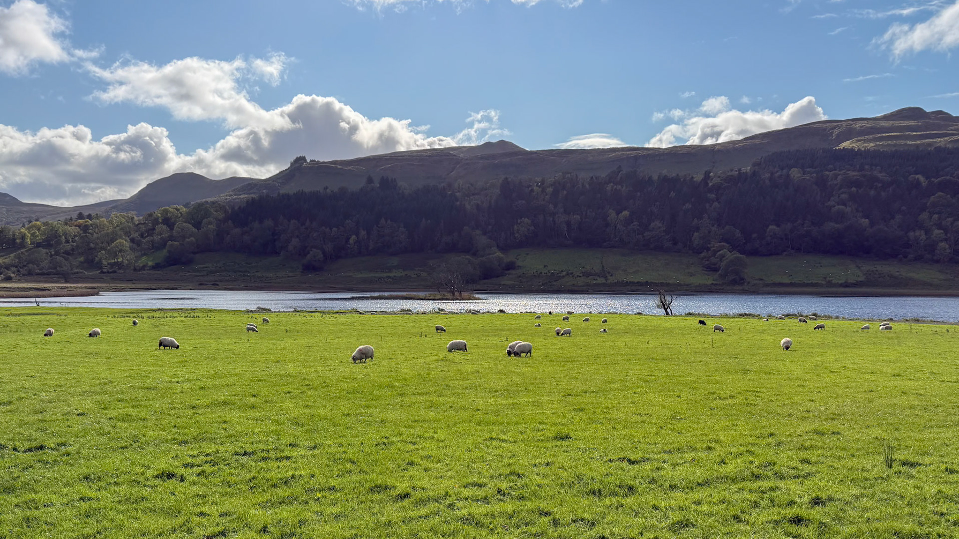 More sheep than people