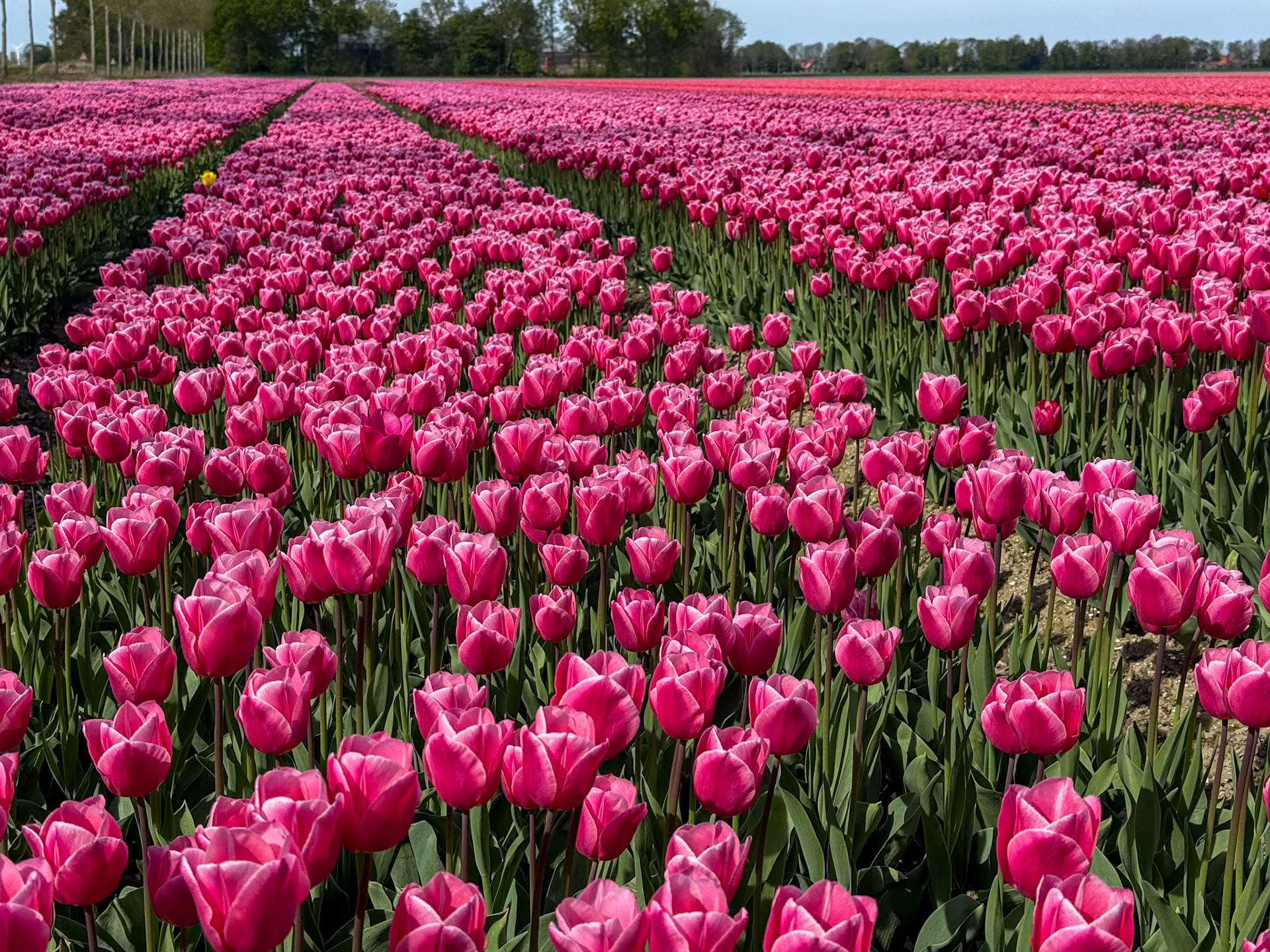 Tulip tour with Gerrit,  our tour guide