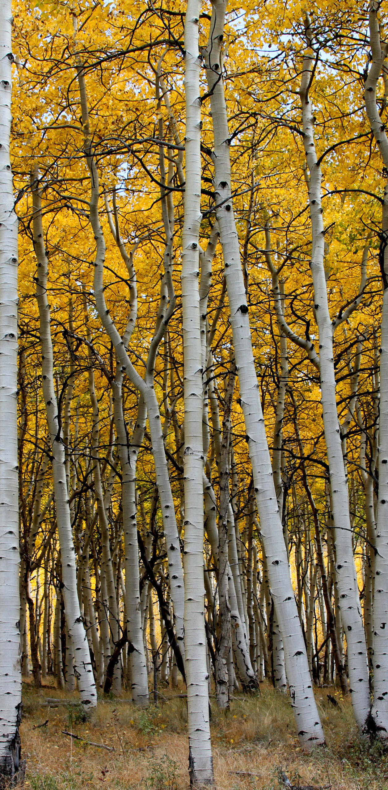 Aspen triptych
