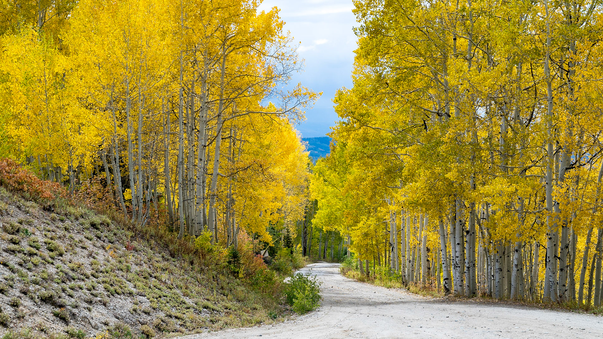 Aspens near Steamboat Springs