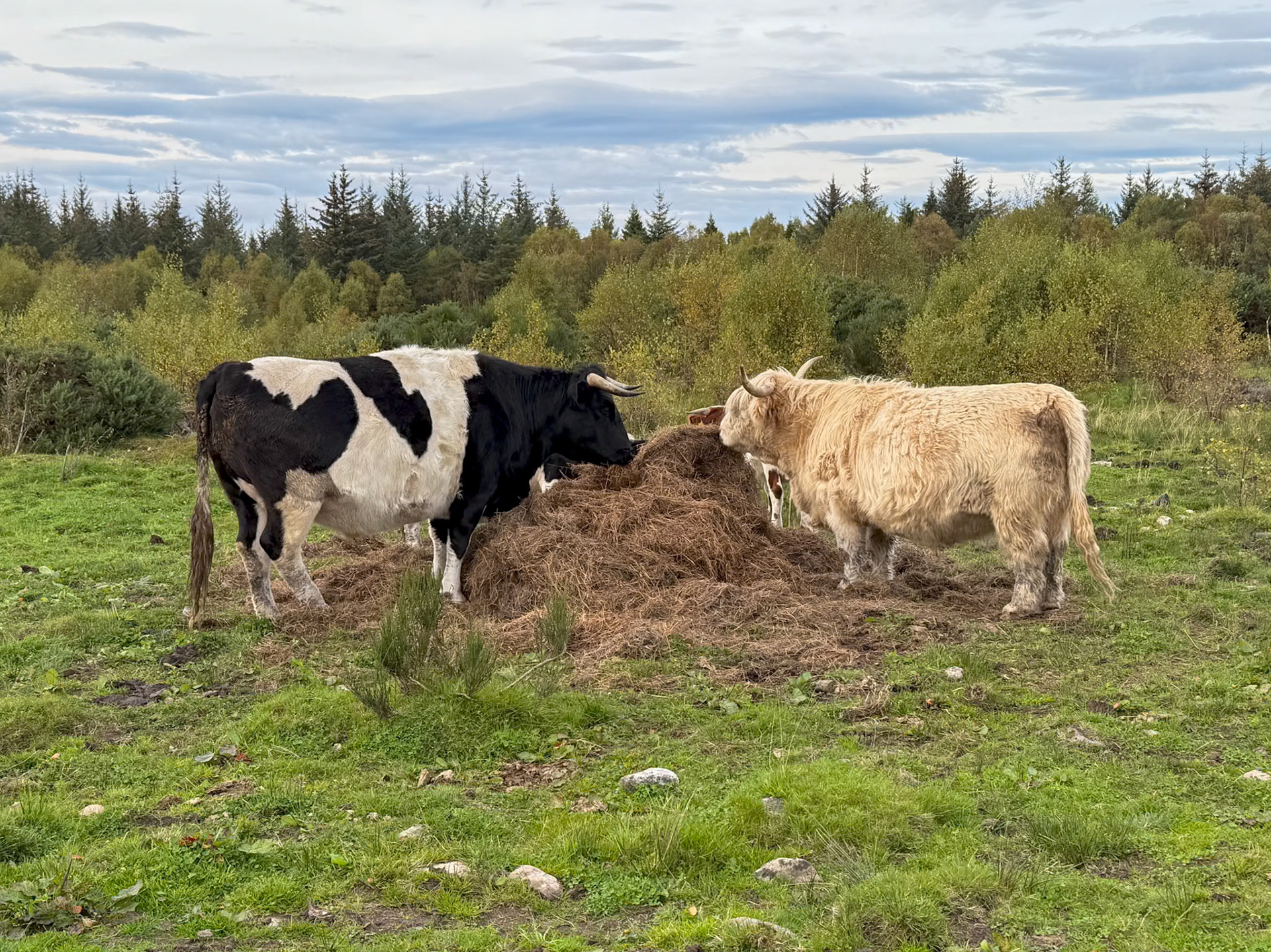 Highland cows at Culloden Battlefield