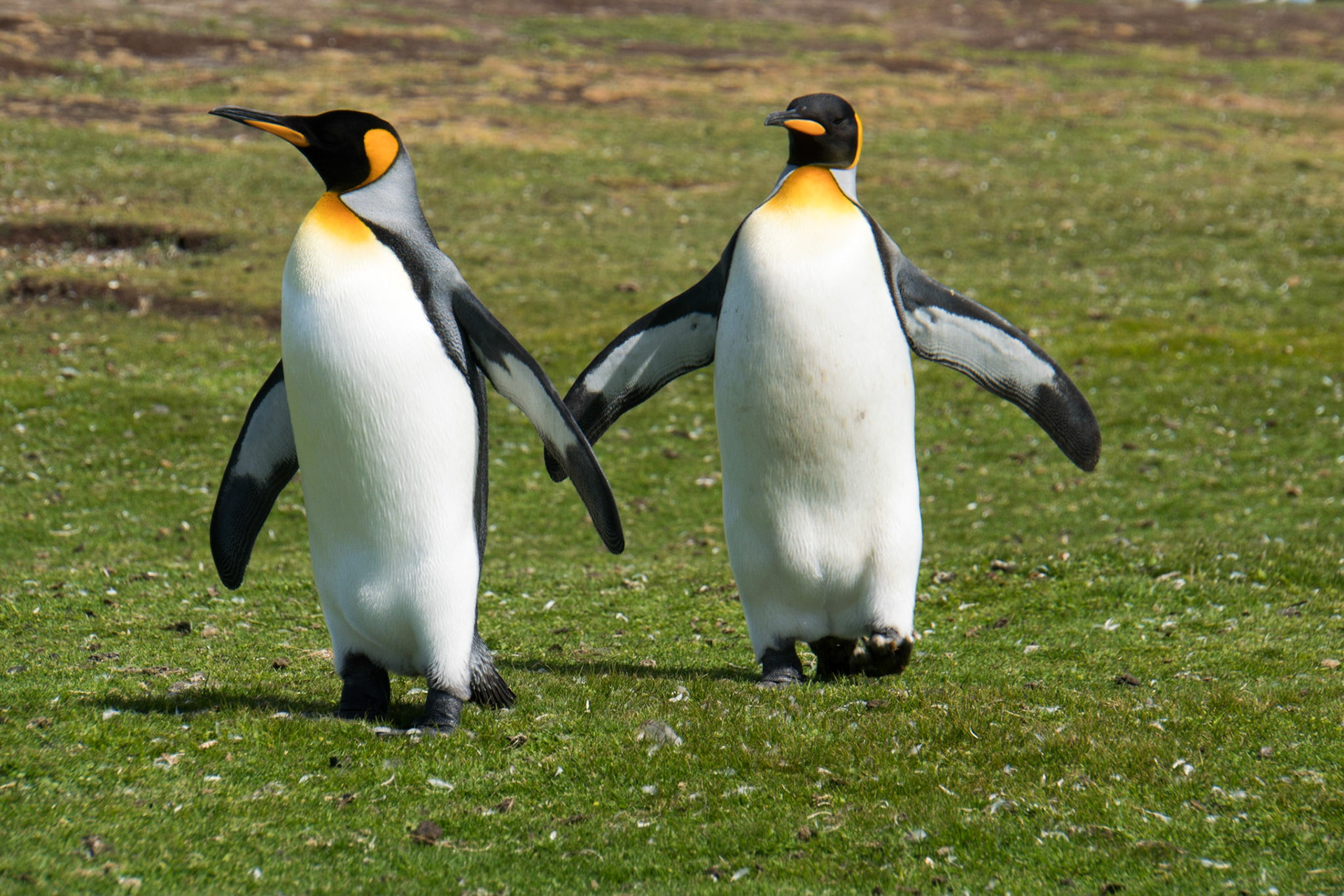 King penguins at Volunteer Point in the Falkland Islands