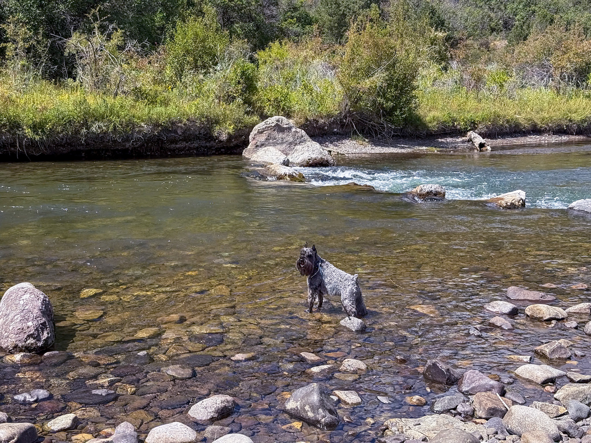 Tripp checking the Uncompahgre River