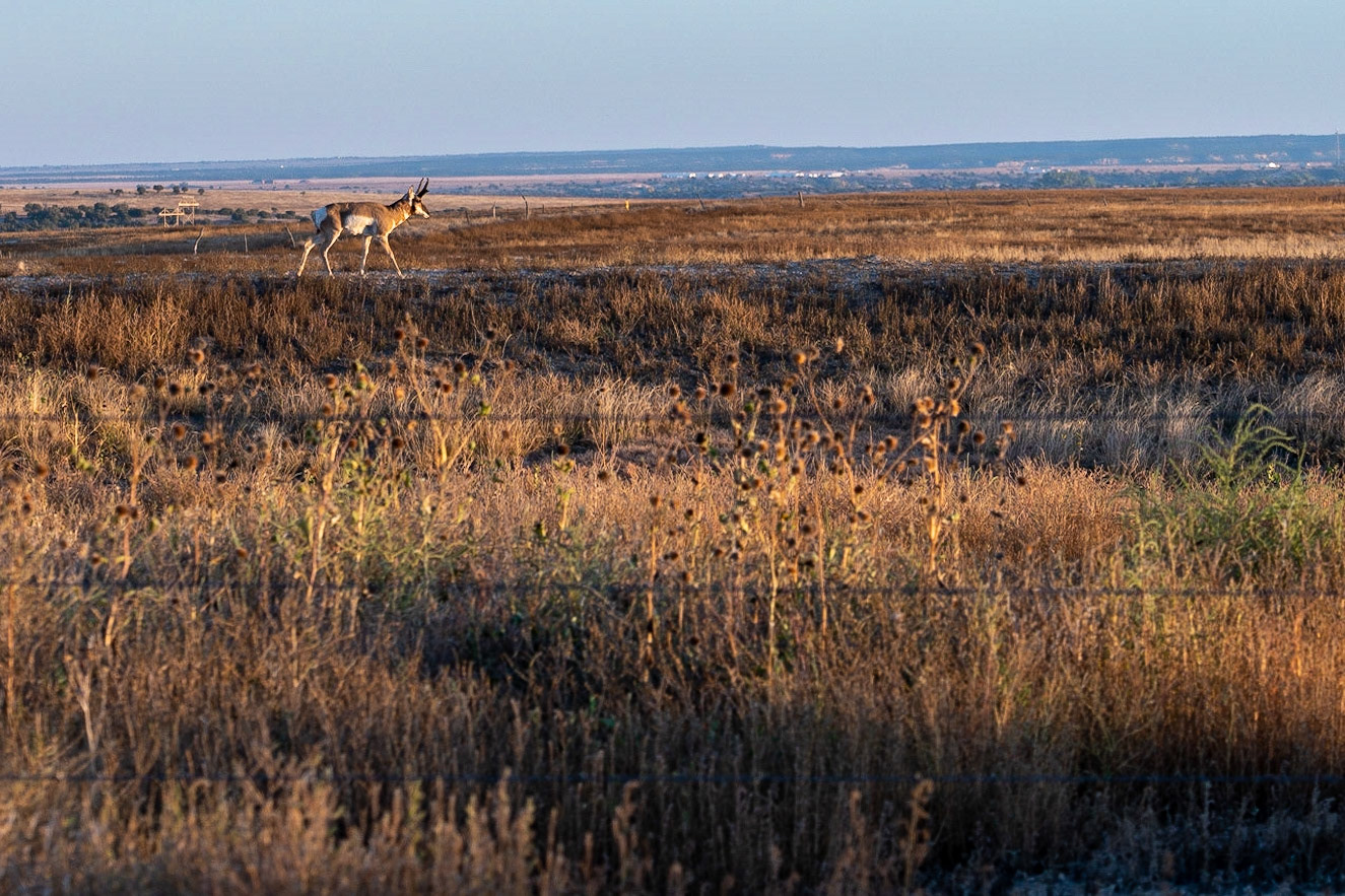 Pronghorn in the adjacent fields