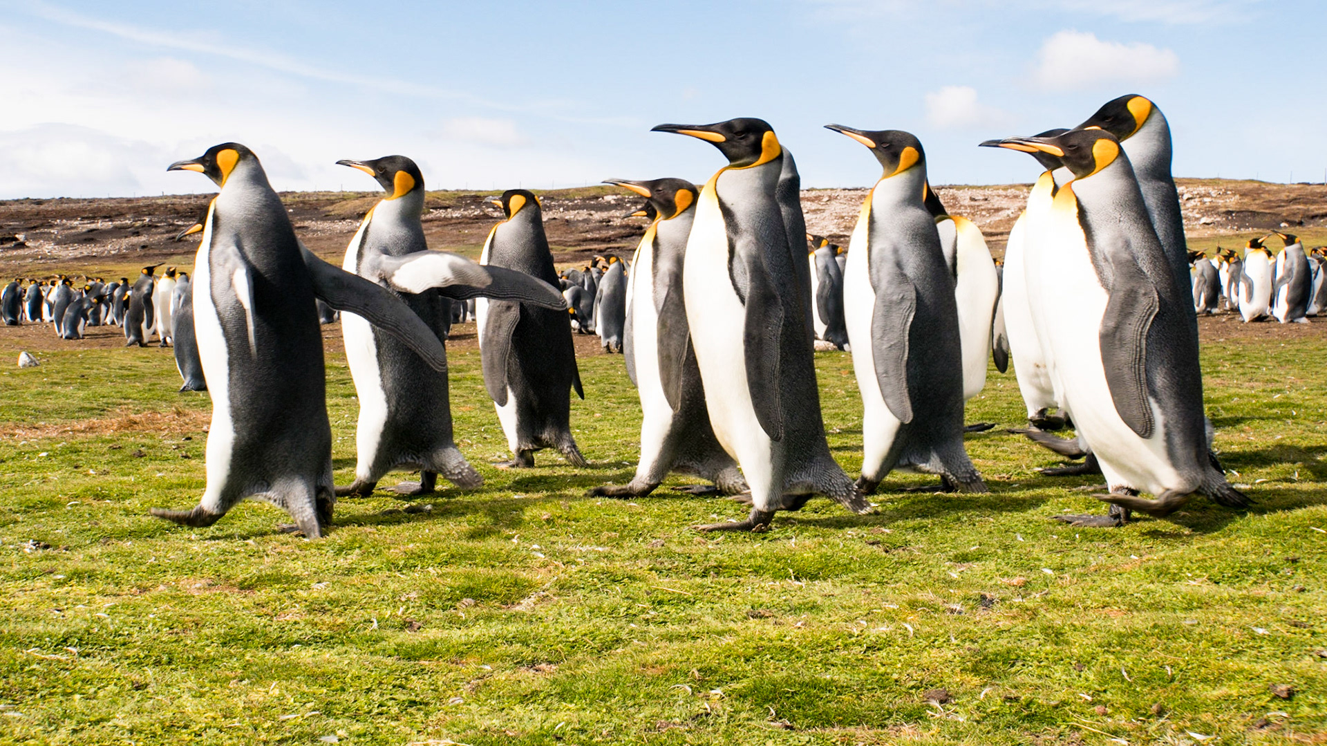 King penguins