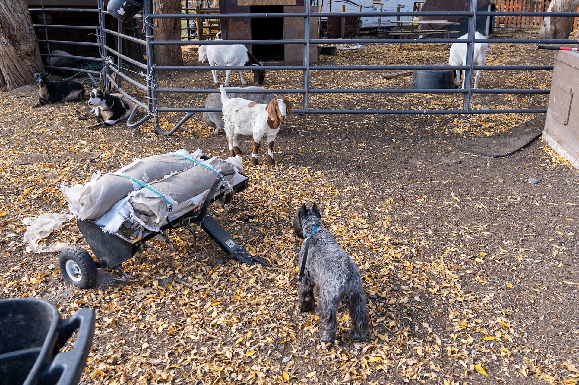 Tripp meets the goats