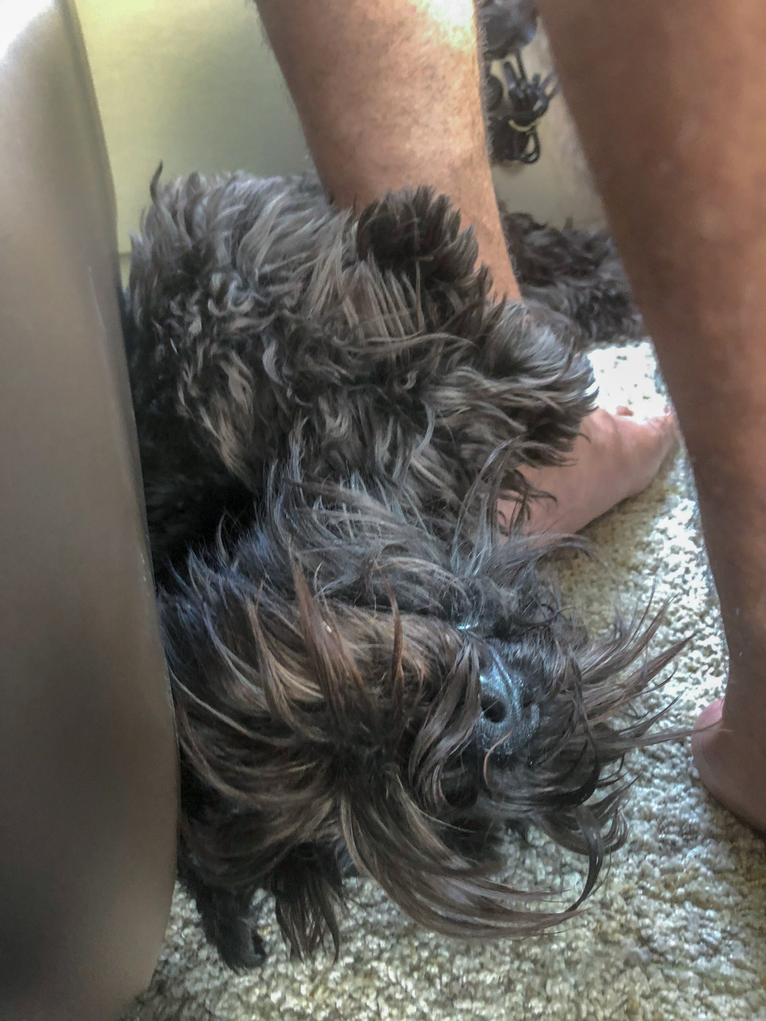 Legs up!  Tripp is comfortable under the driver's seat while we are underway in the RV