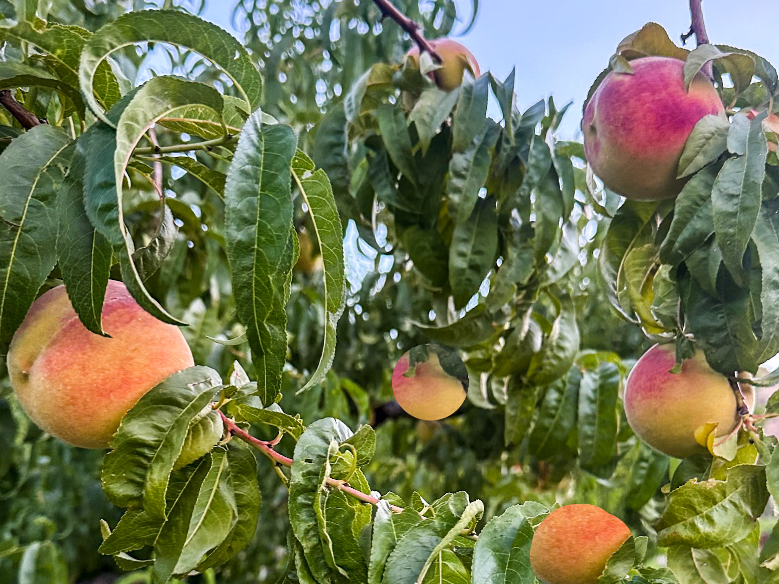 Peaches at our campground