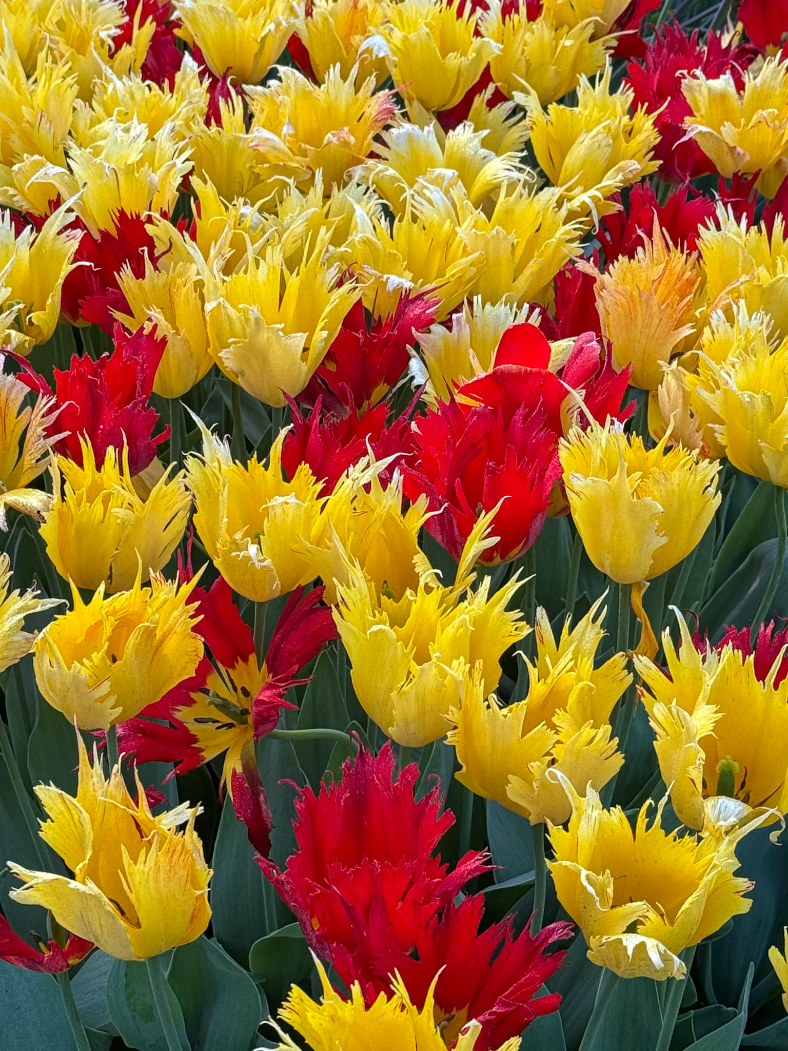 Keukenhof Gardens