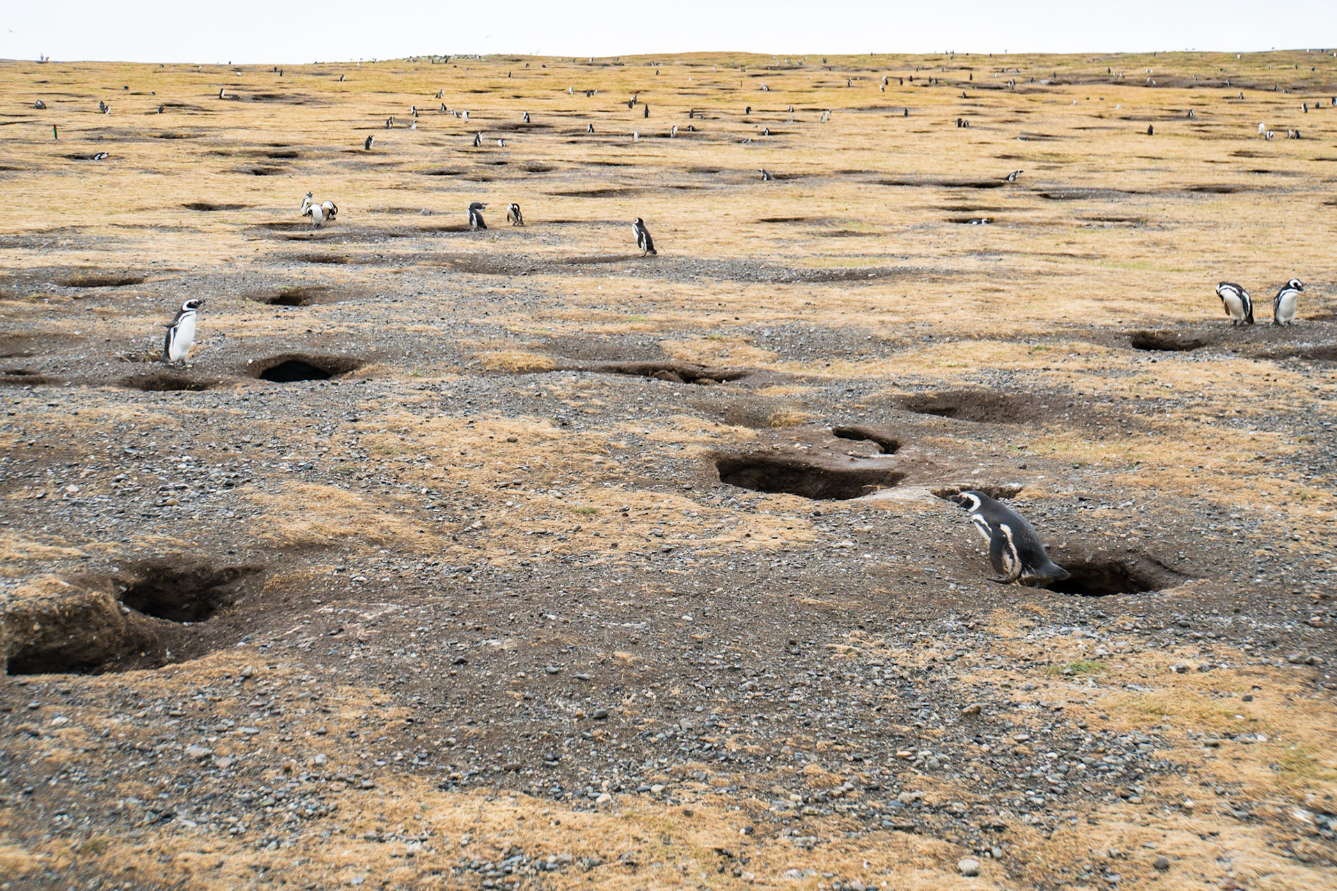 Magellanic penguins