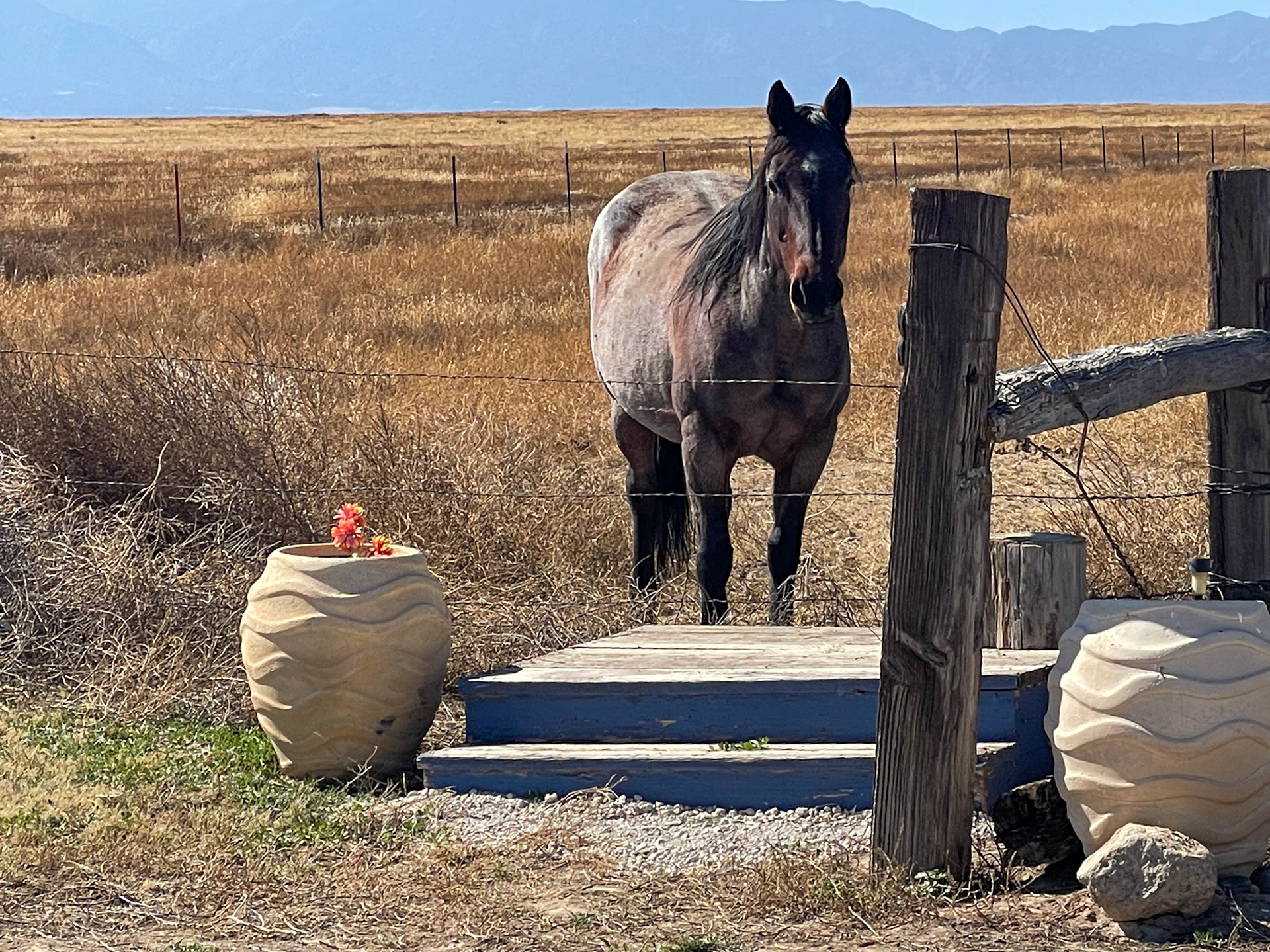 Horse runs free in the field adjacent to the campground