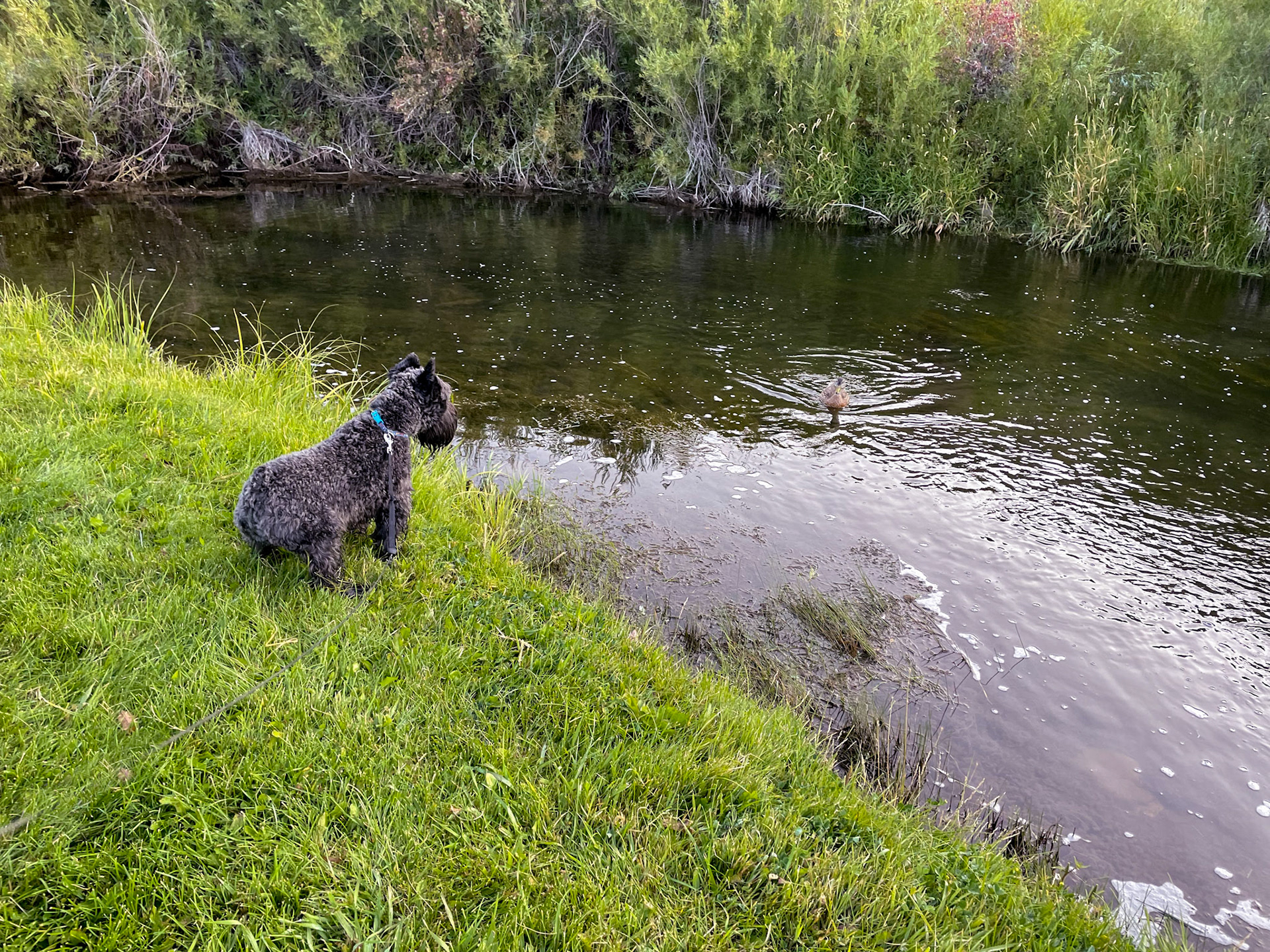 Tripp about to launch!  Lookout duck