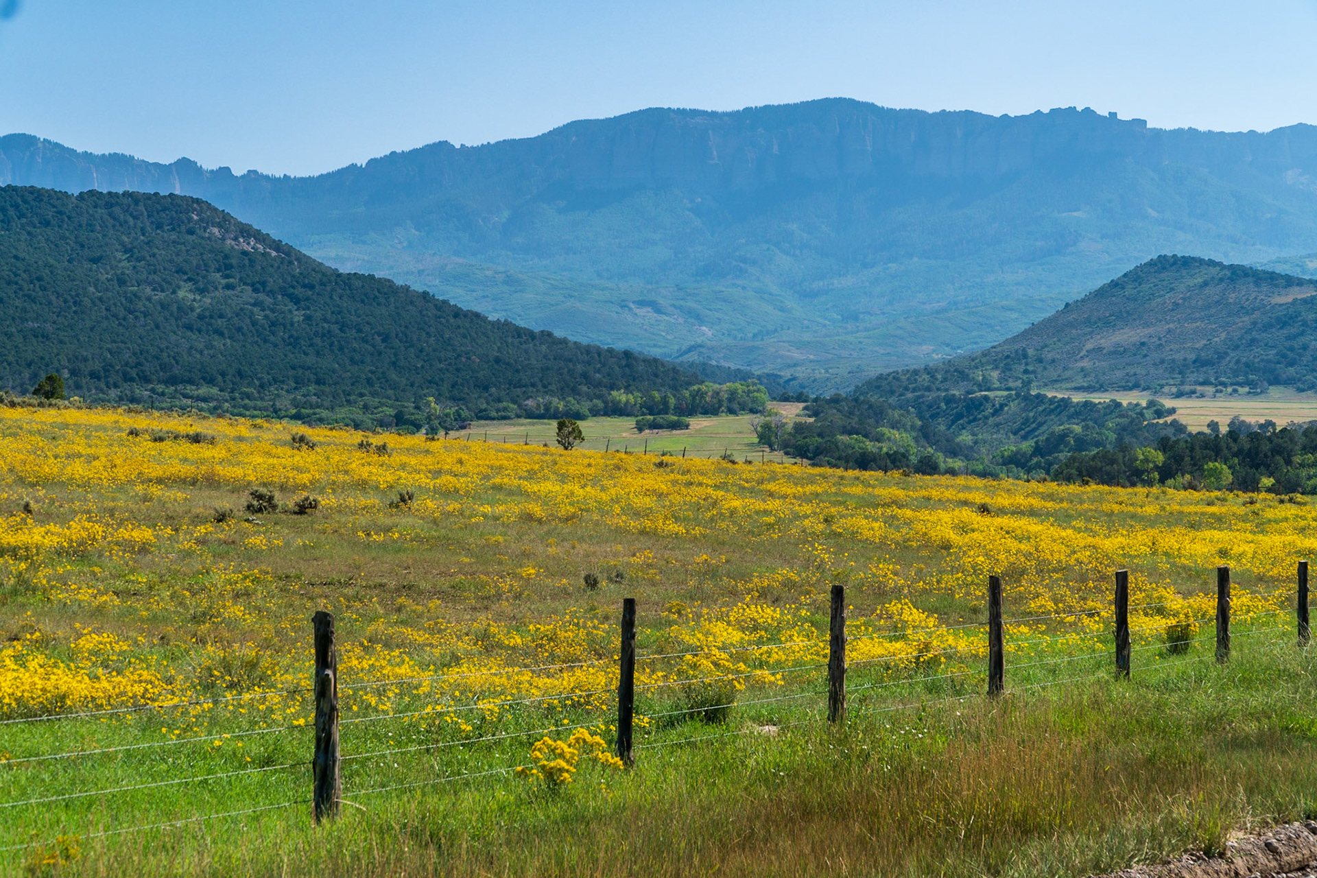 Flowers along the road as we head to Owl Creek Pass