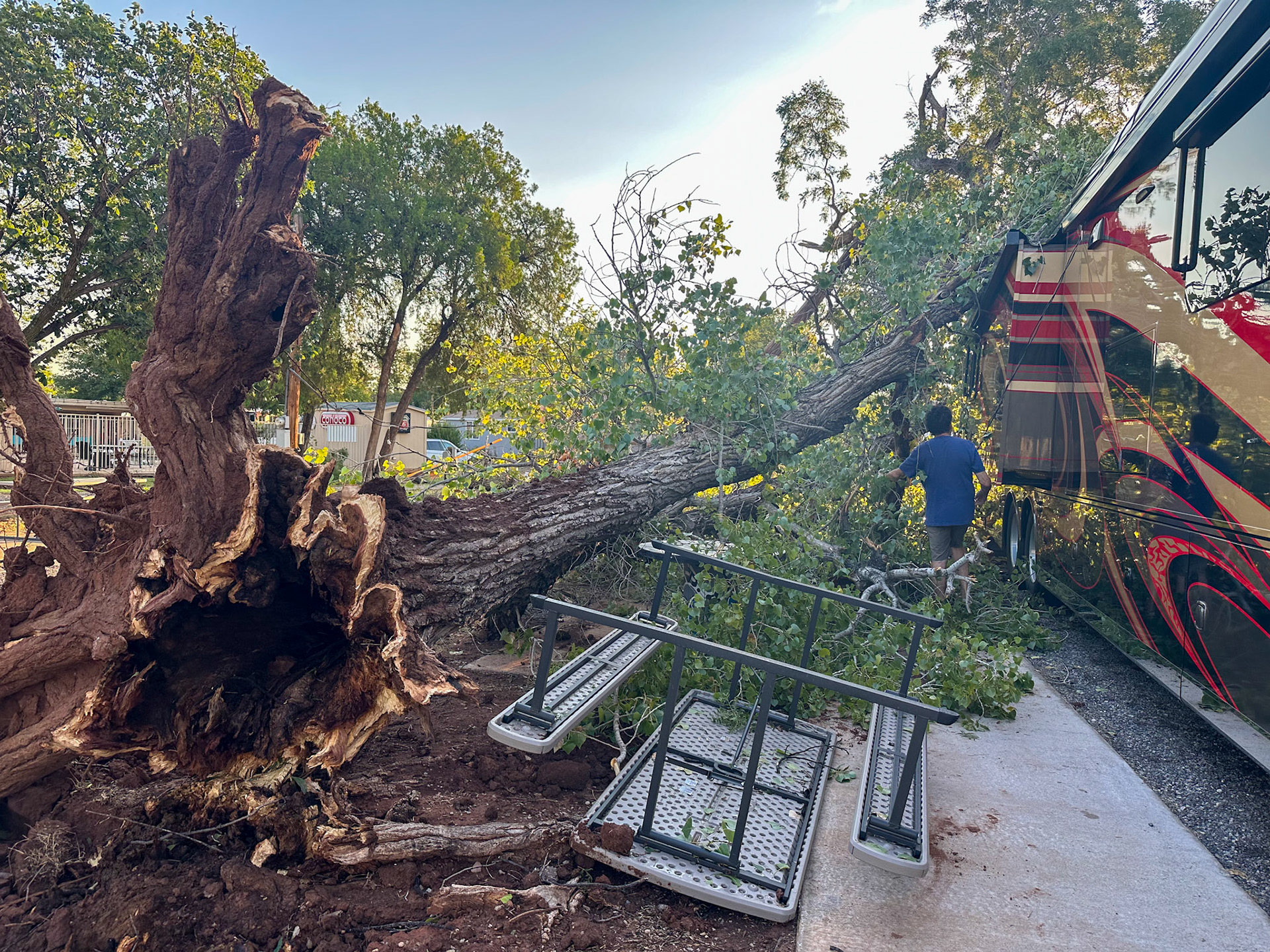 Tornado in Wichita Falls toppled a tree on the RV