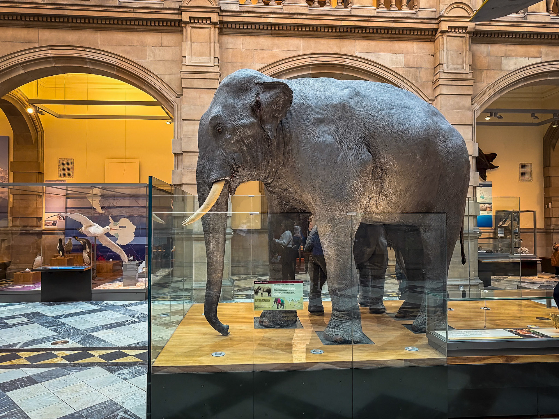 Kelvingrove Museum in Glasgow