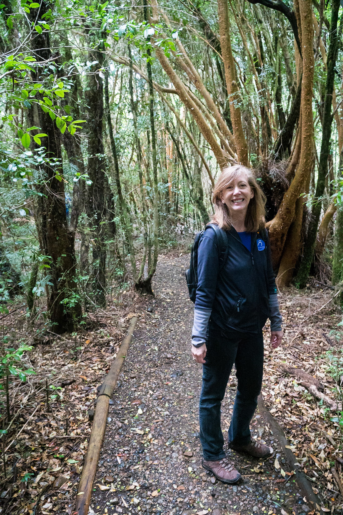 Patagonia rain forest