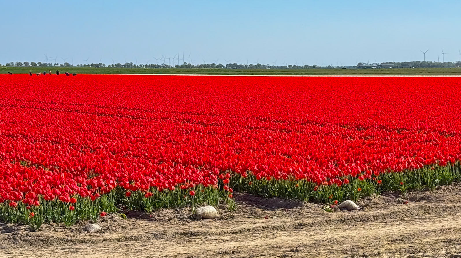 Tulip tour with Gerrit,  our tour guide