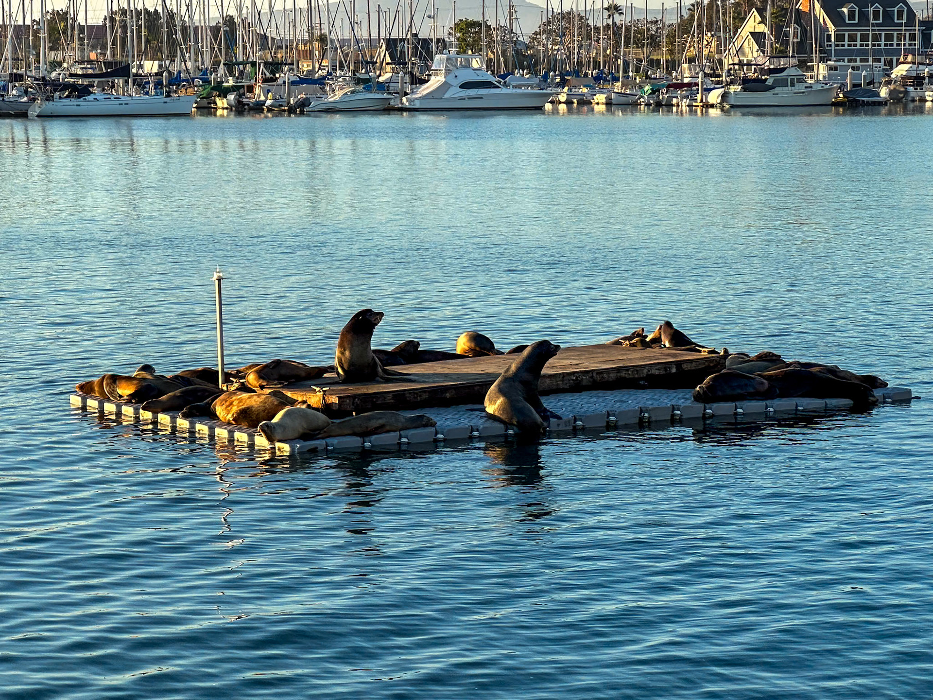 Oceanside Harbor sea lions