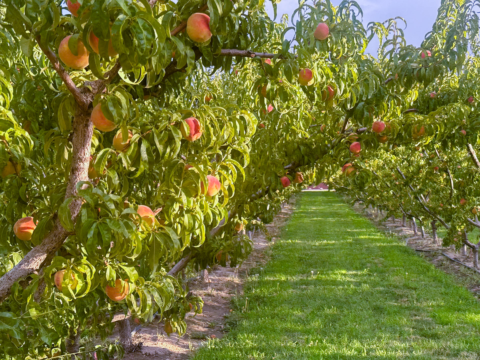 Peach orchard at our campground