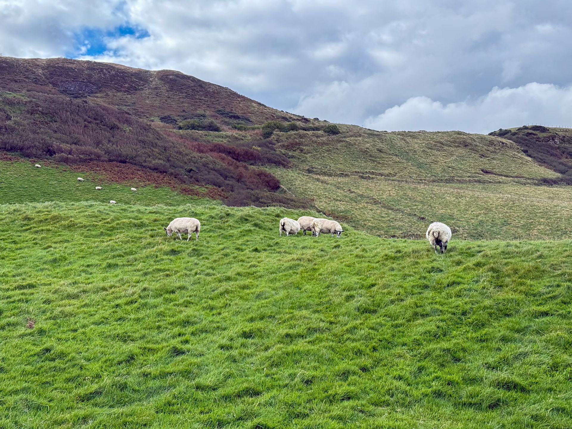 More sheep than people