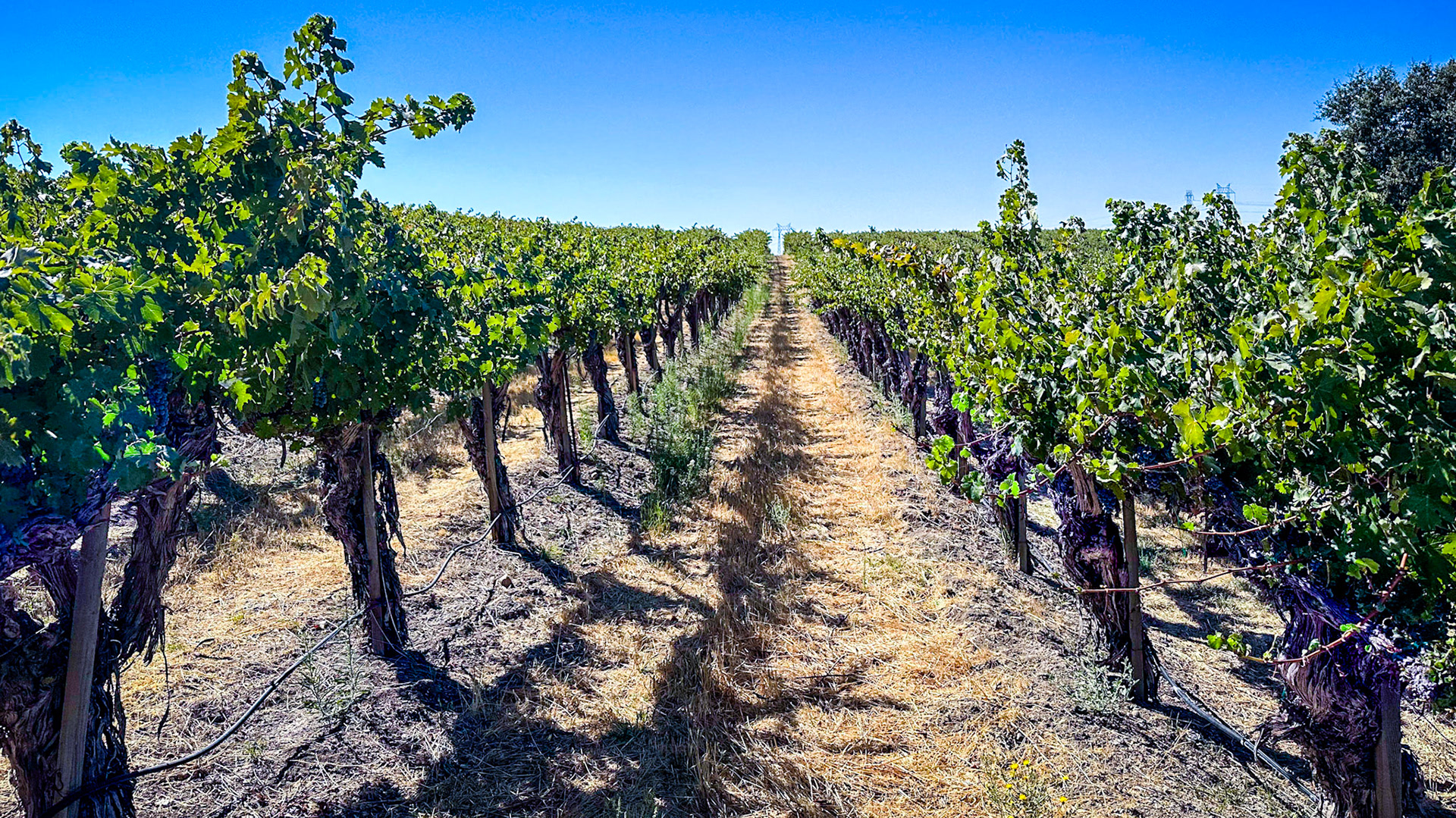 Steinbeck vineyards