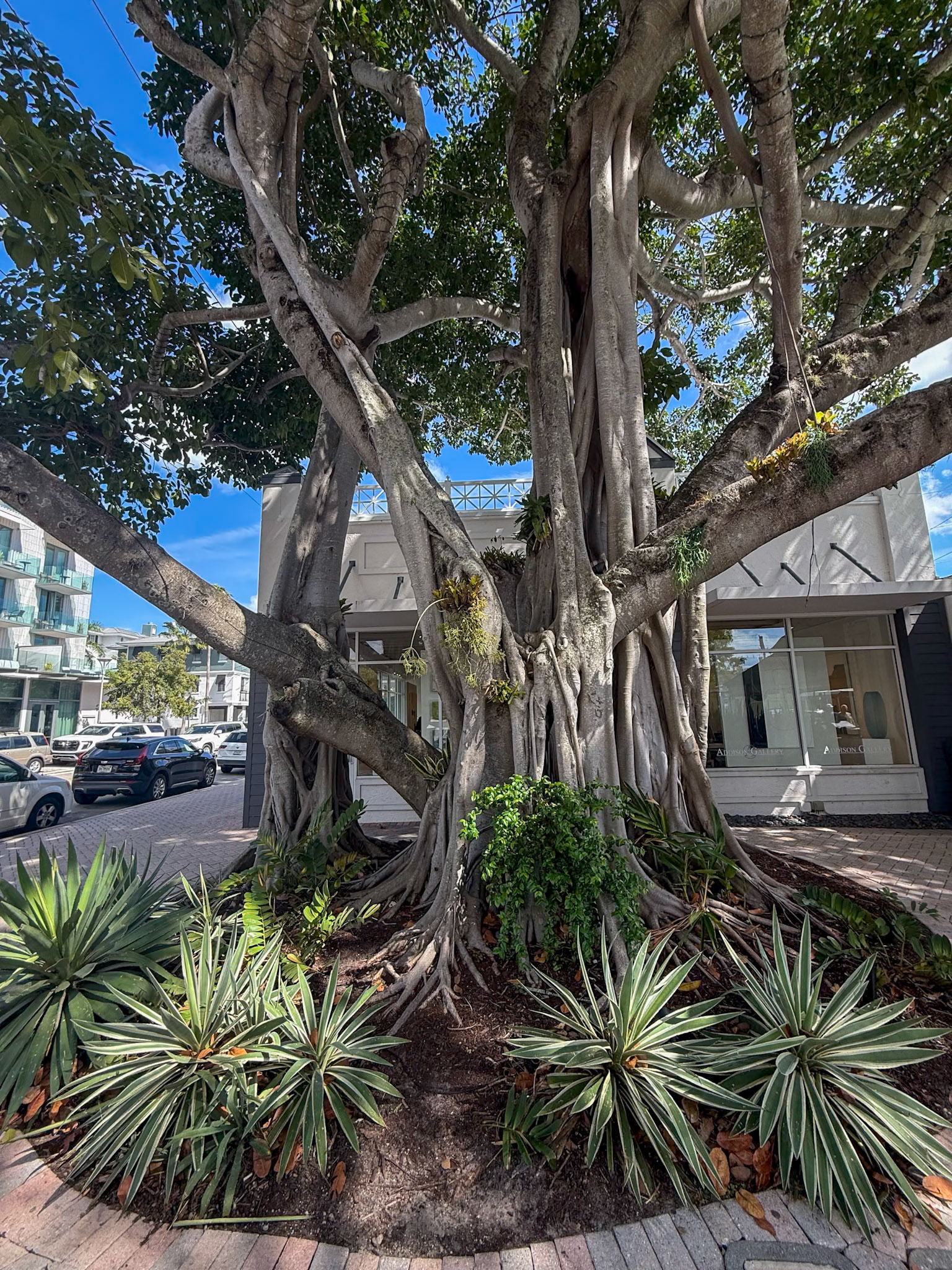 Banyan Tree