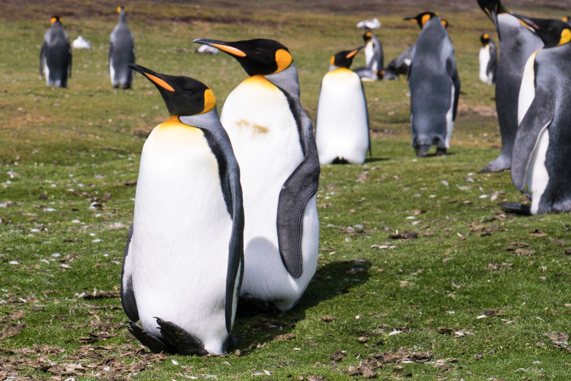 King penguins keeping the eggs warm