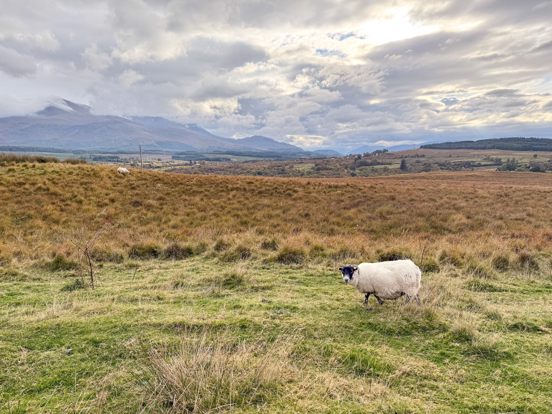 More sheep than people