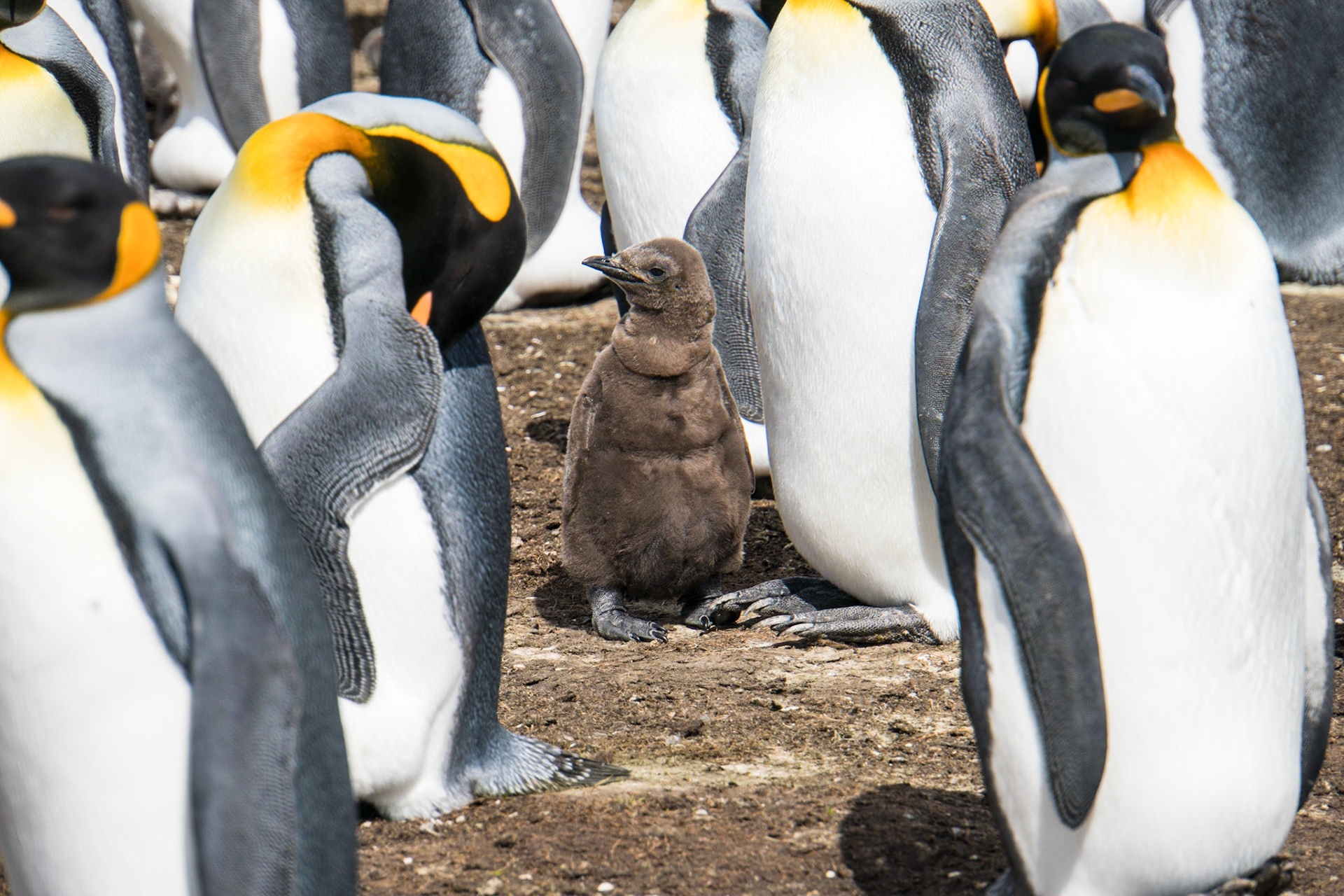 King penguin chick