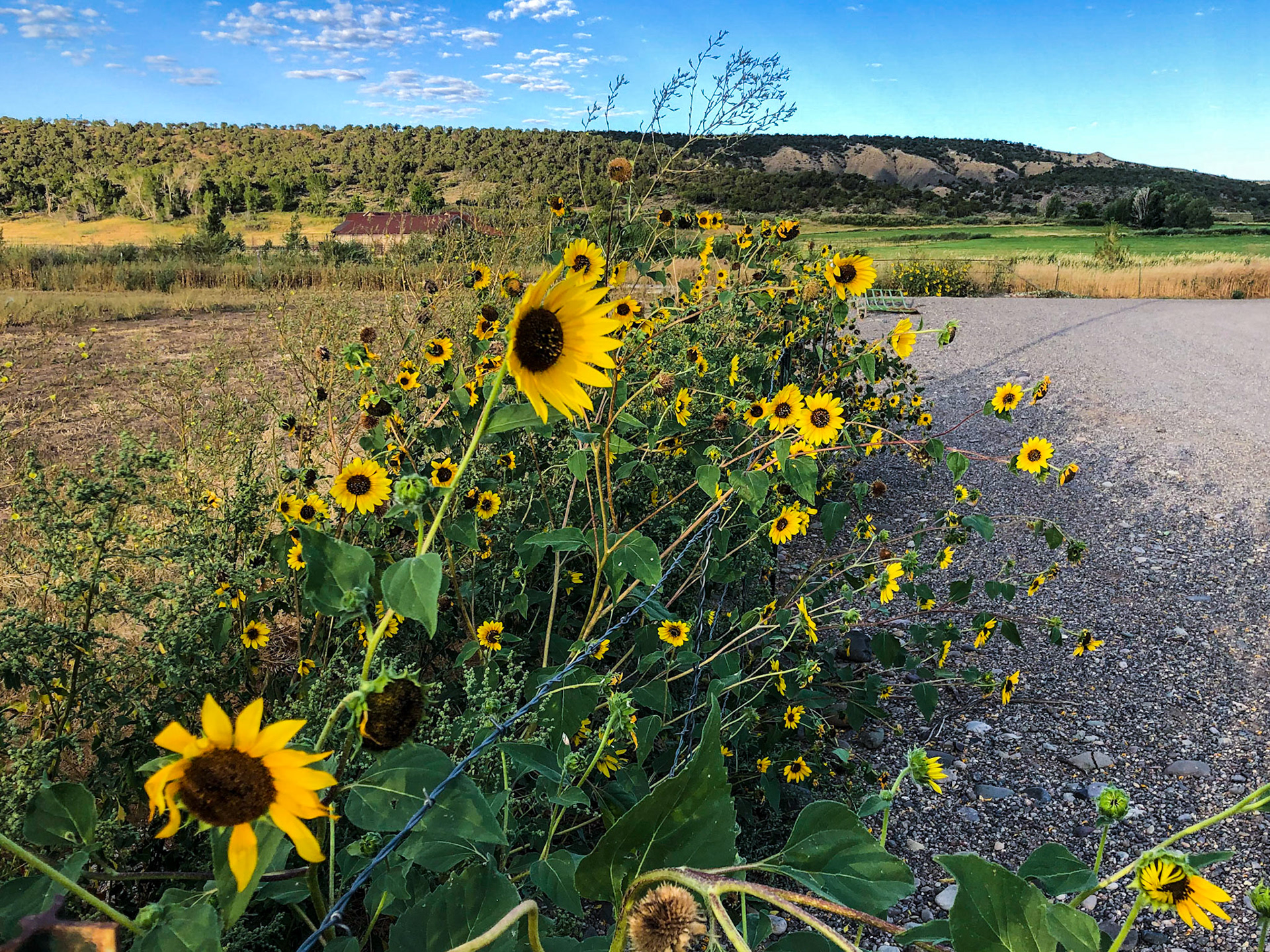 Along Tripp's morning walk