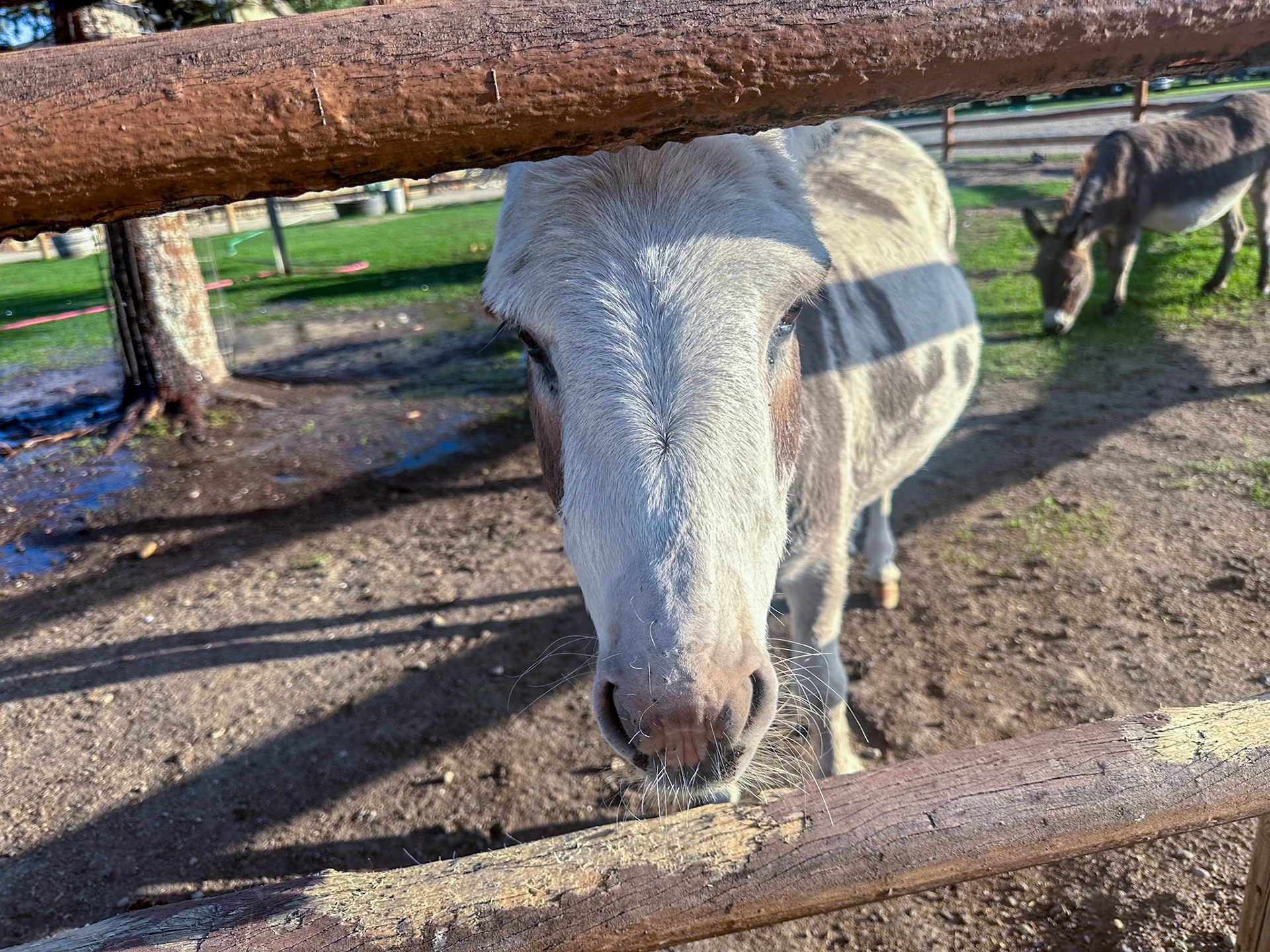 Cookie the donkey