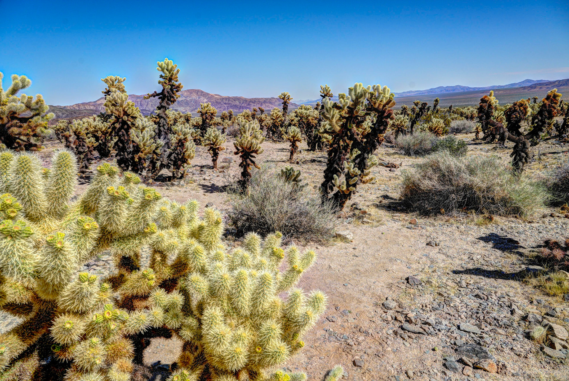 Cholla Cactus