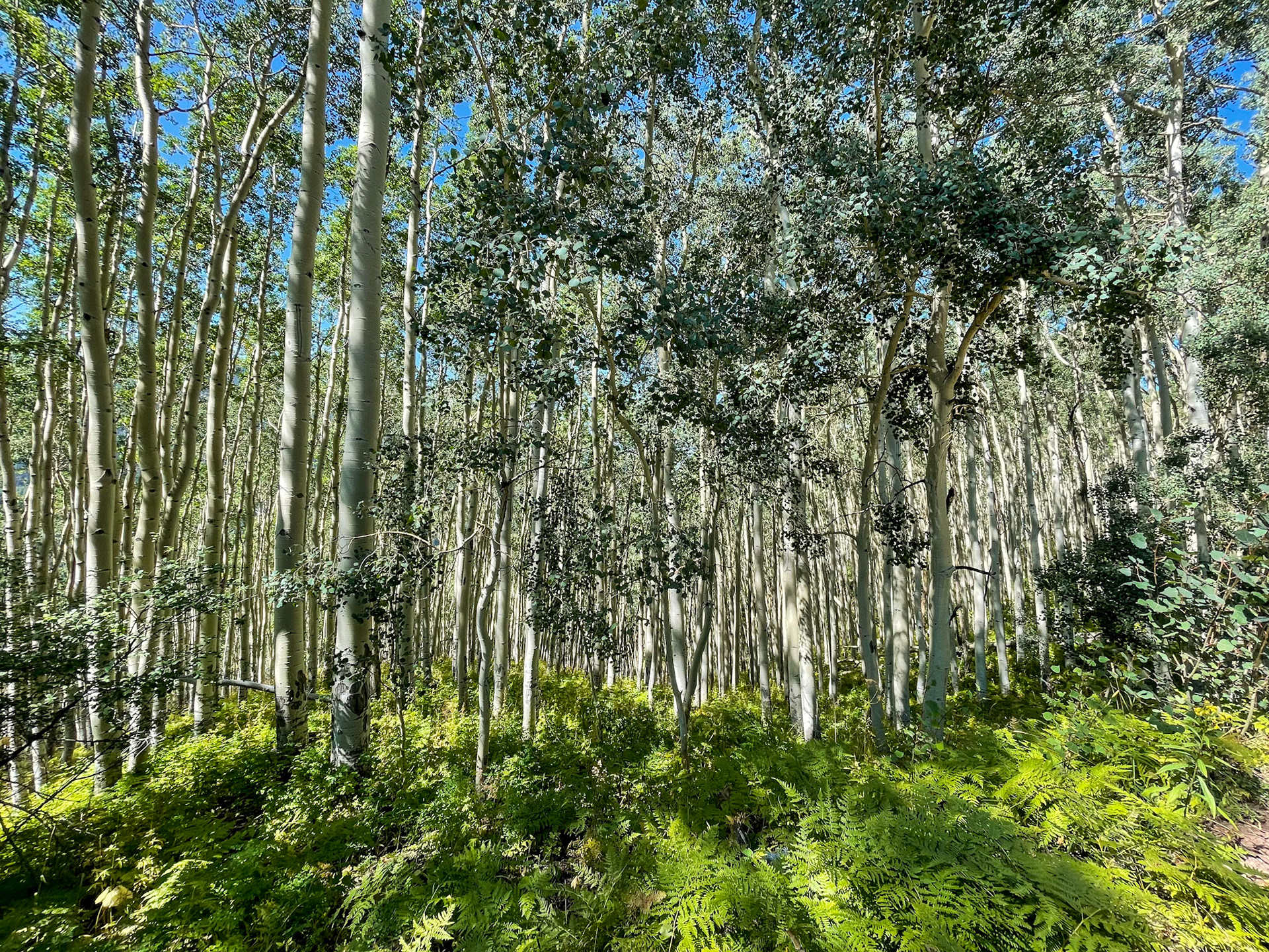 Aspen groves high in the mountains