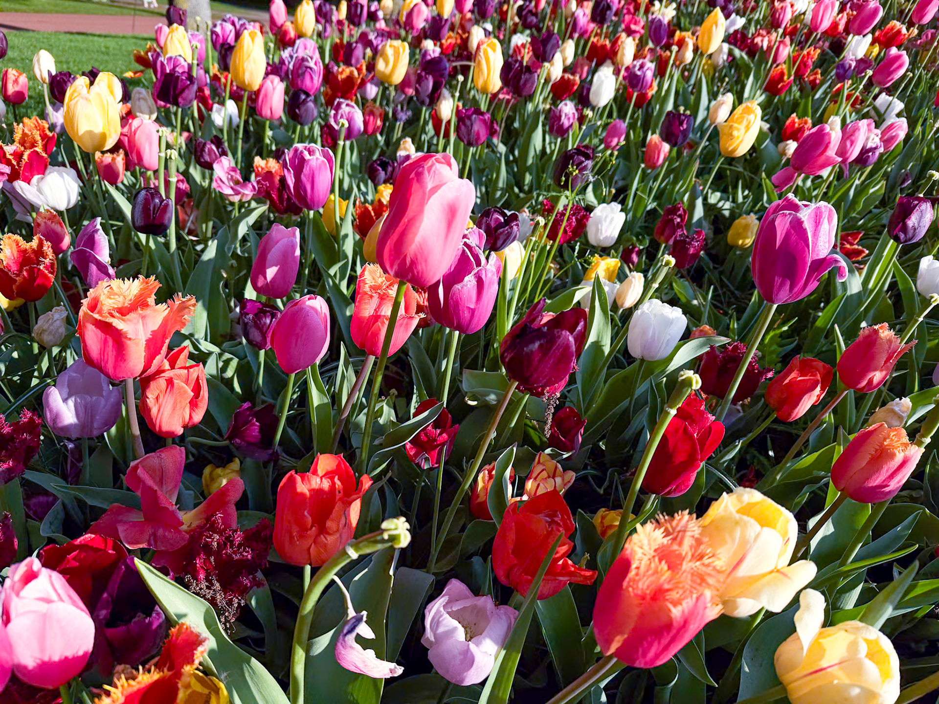Keukenhof Gardens