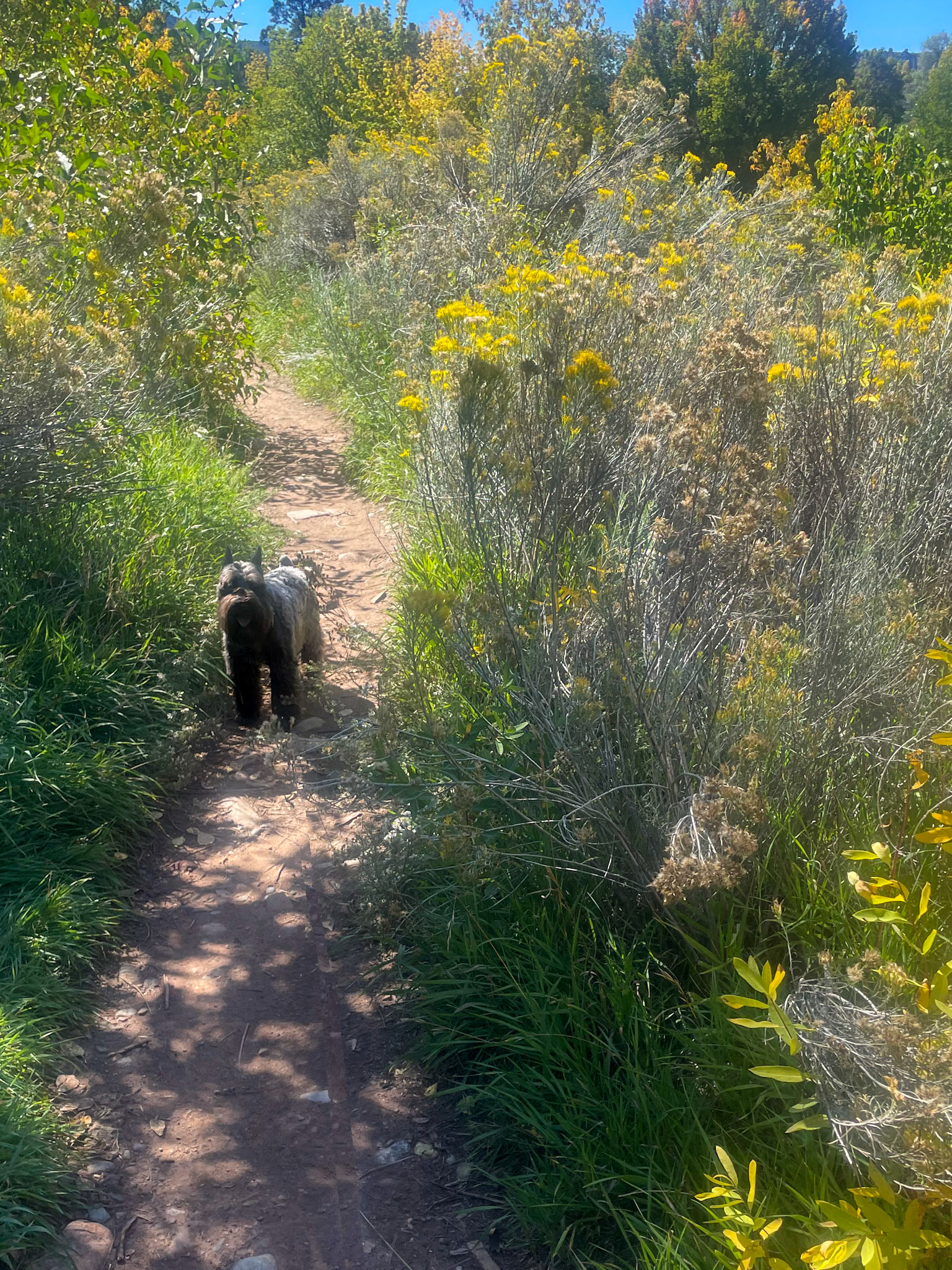 Tripp leading the way along the Animas River trail, stops for us to catch up