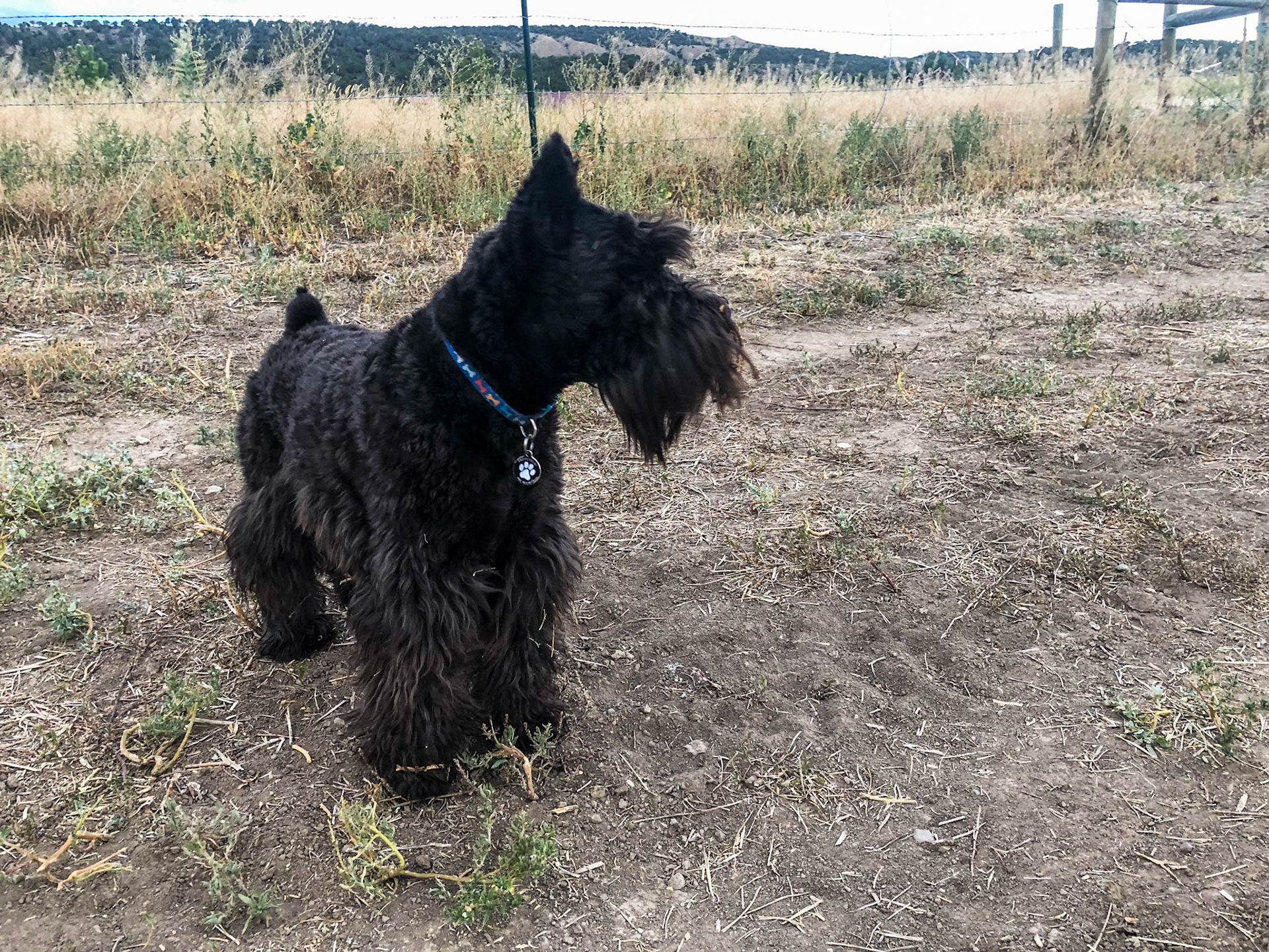 Tripp's morning walk