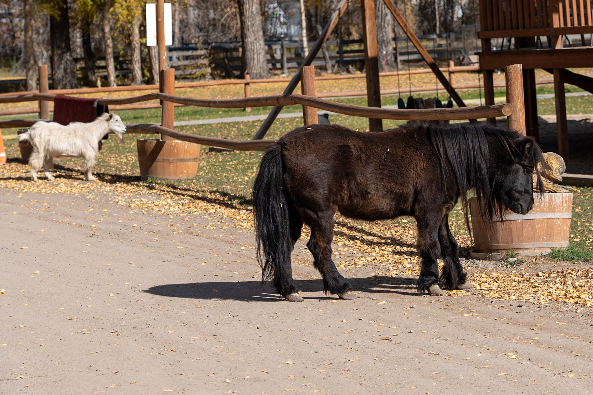 Miniature horse roams thru the campground