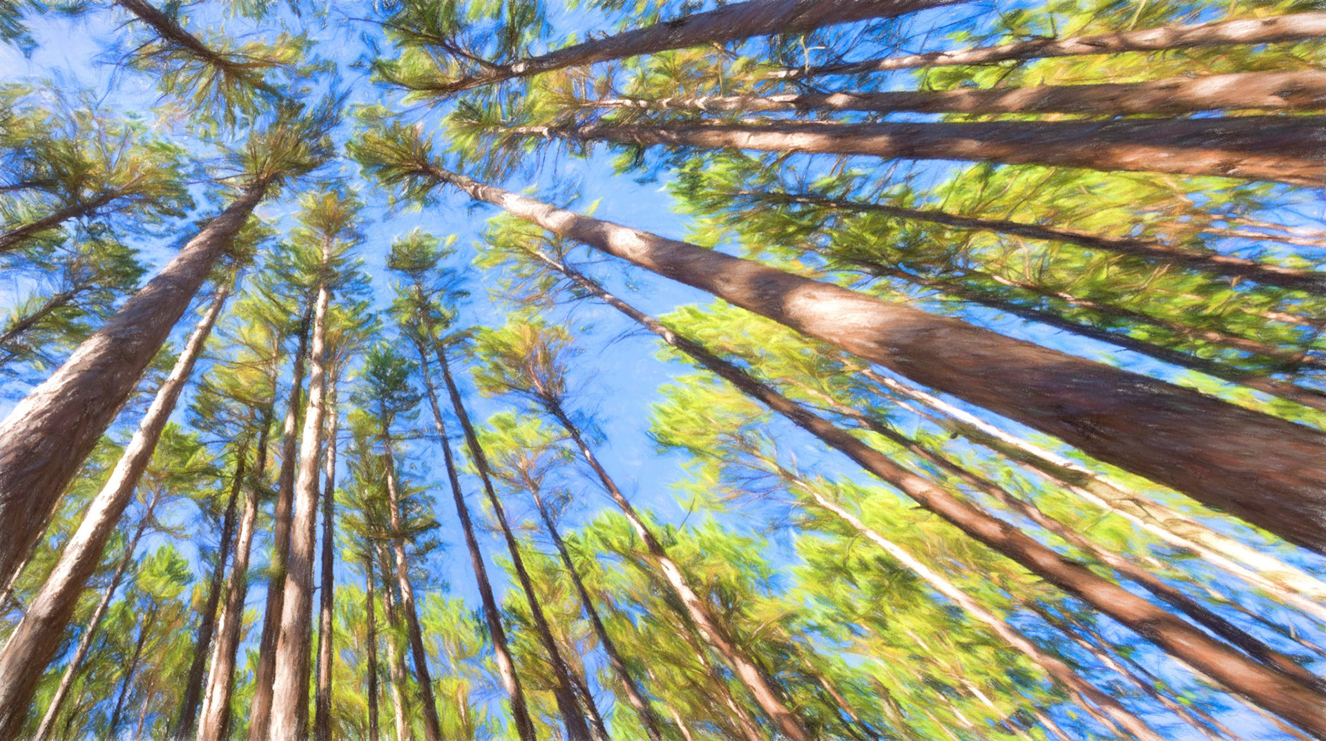 Painted Red Pines in Itasca State Park
