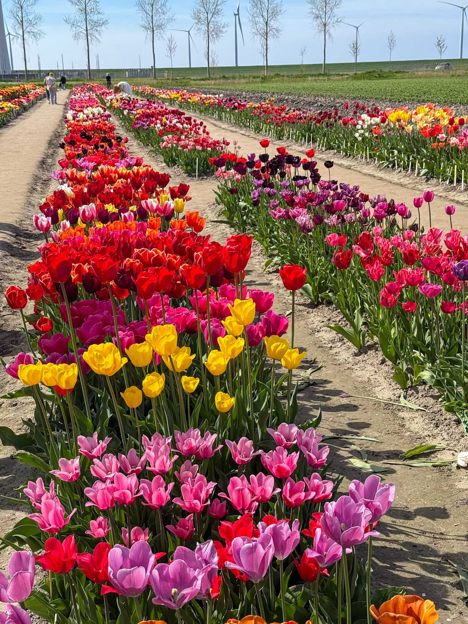 400 tulip varieties