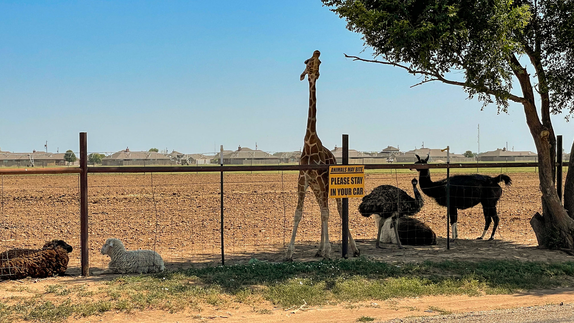 We found a private zoo on the Amarillo backroads