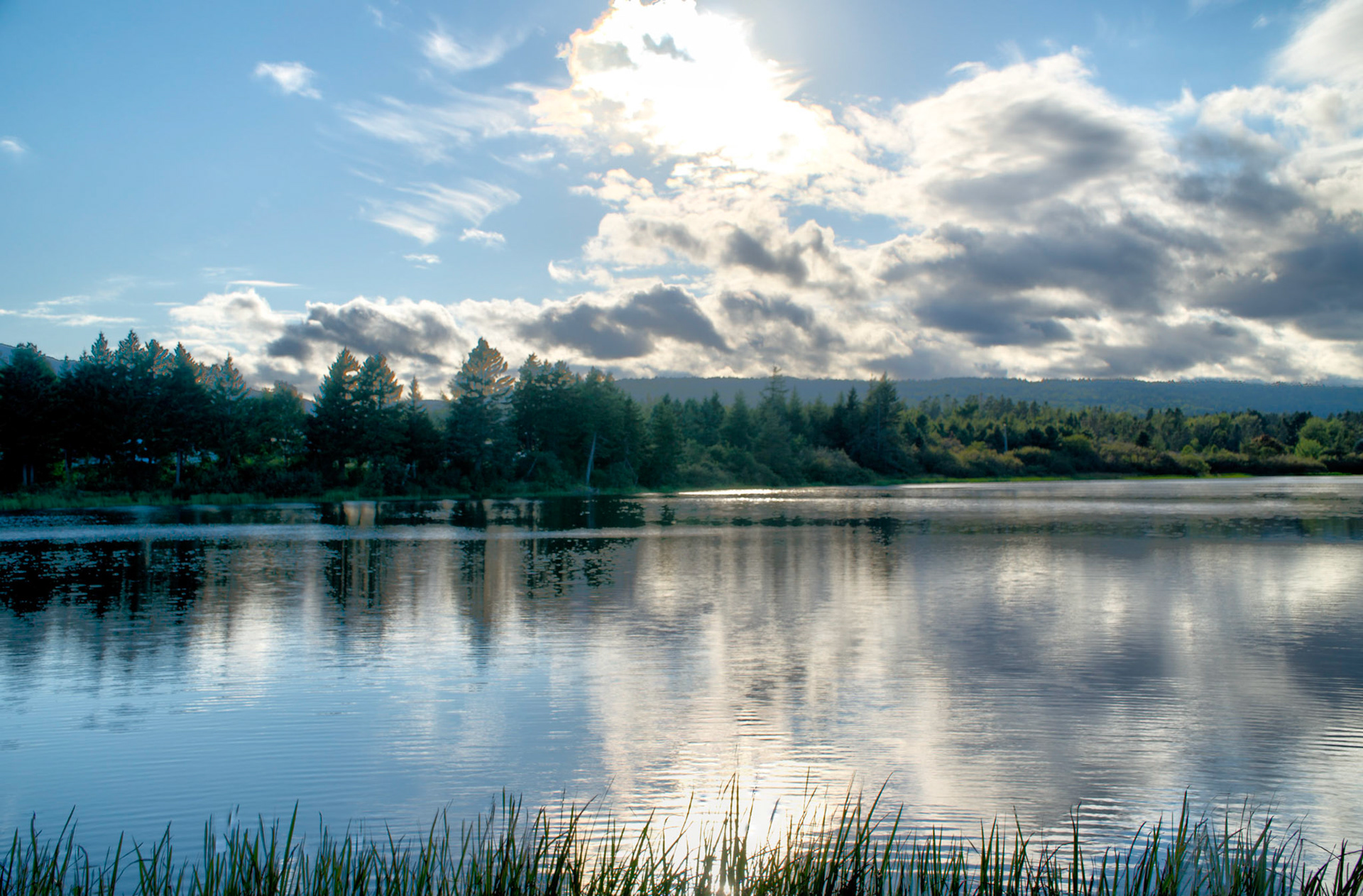 Looking for a moose, behind our site in Hopewell Cape