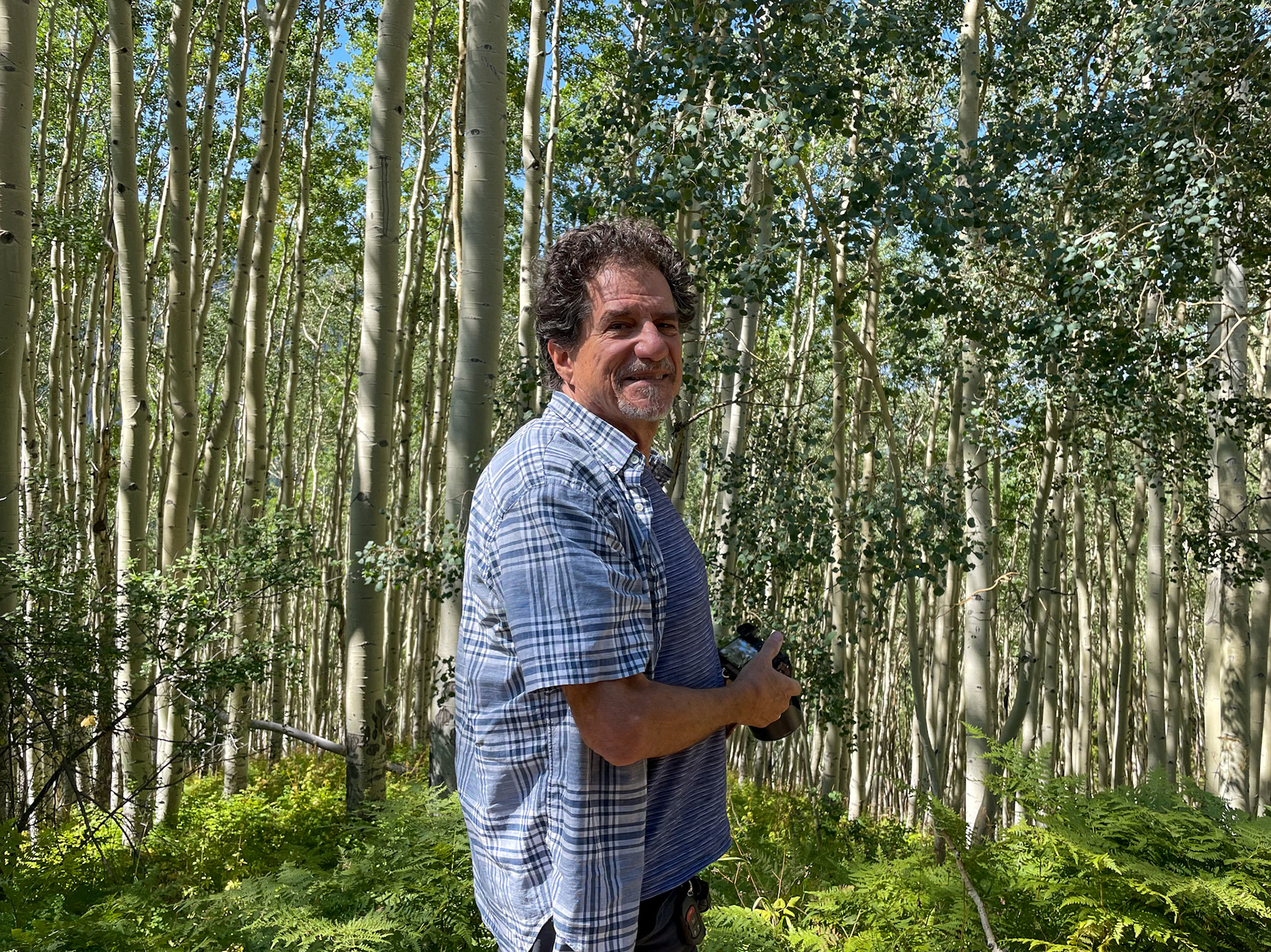 Aspen groves high in the mountains