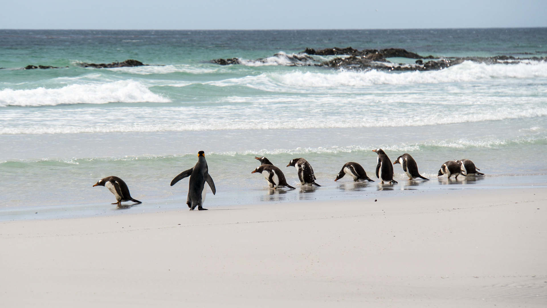 King penguins heading out to sea