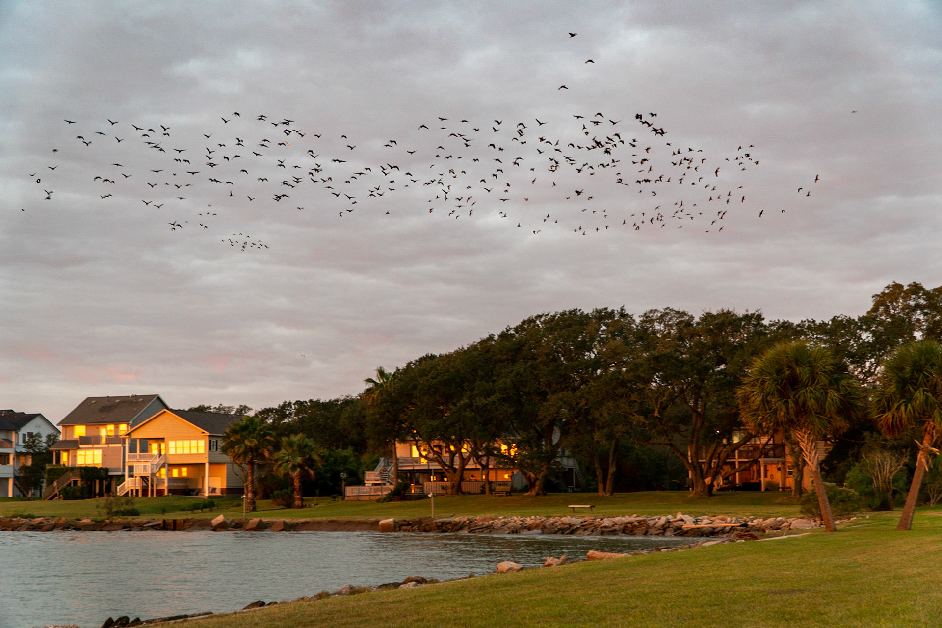 Muscovy ducks ready for their morning breakfast
