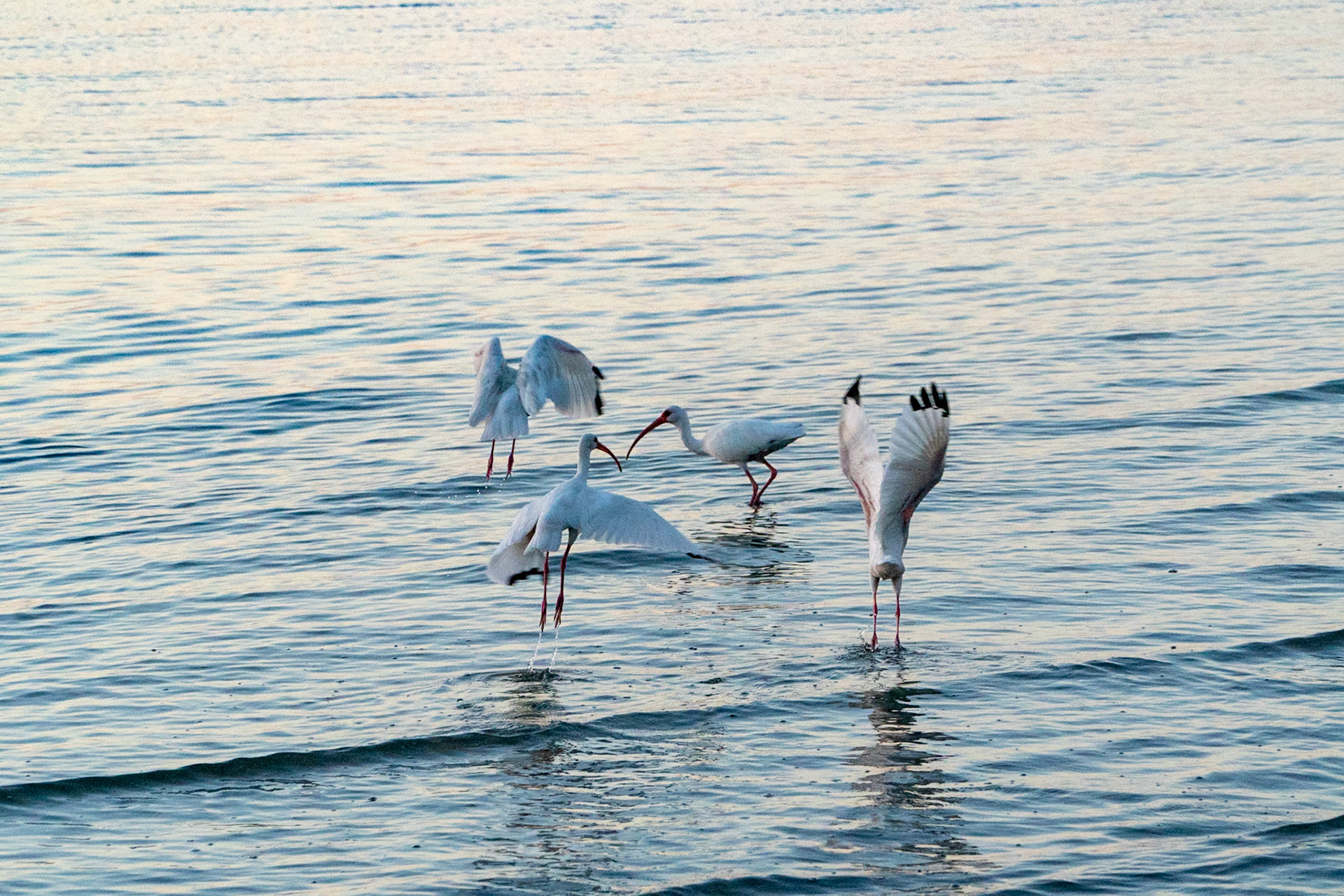 White Ibis, feeding early morning