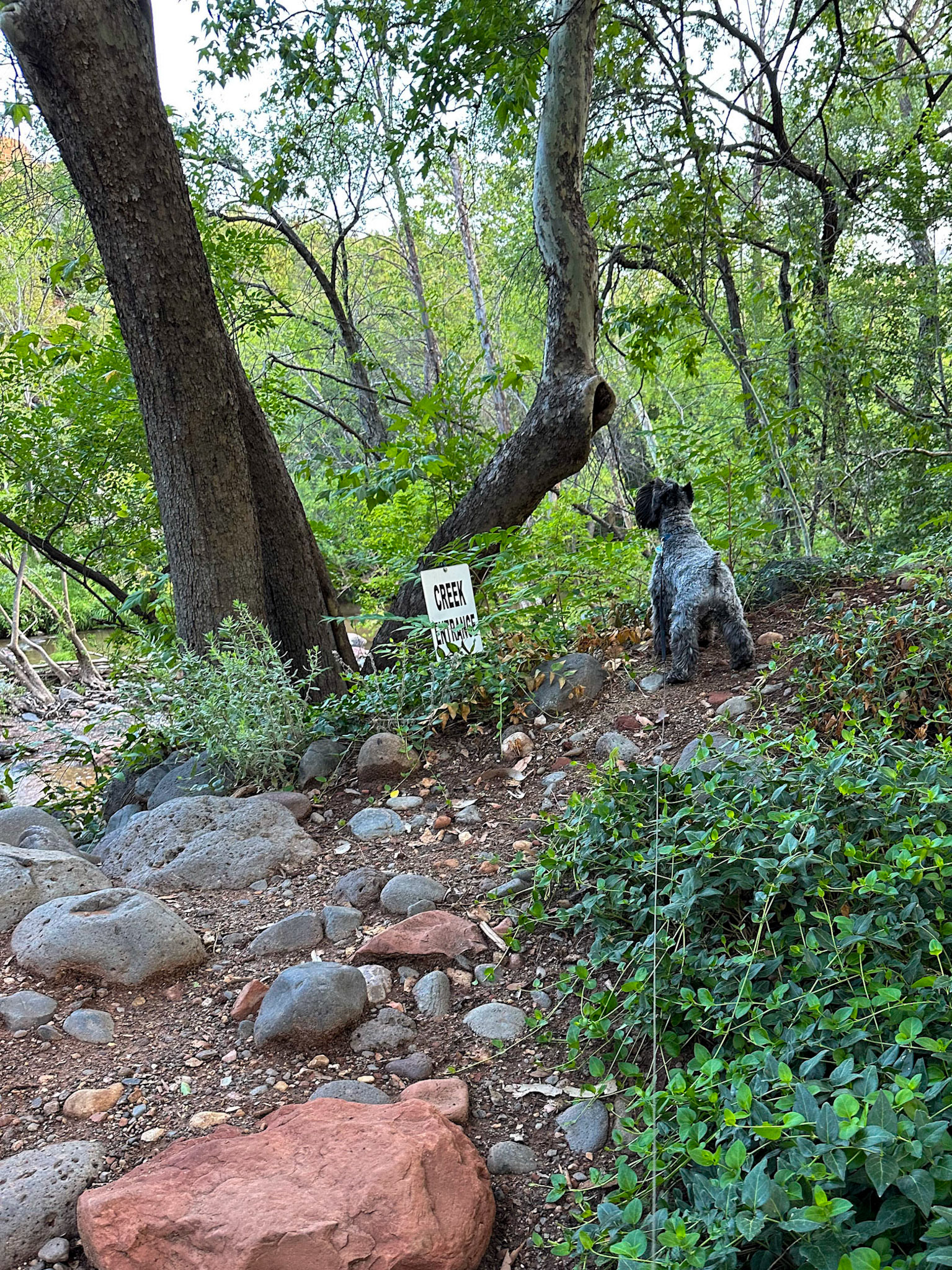 Tripp chasing critters on the creek behind the RV