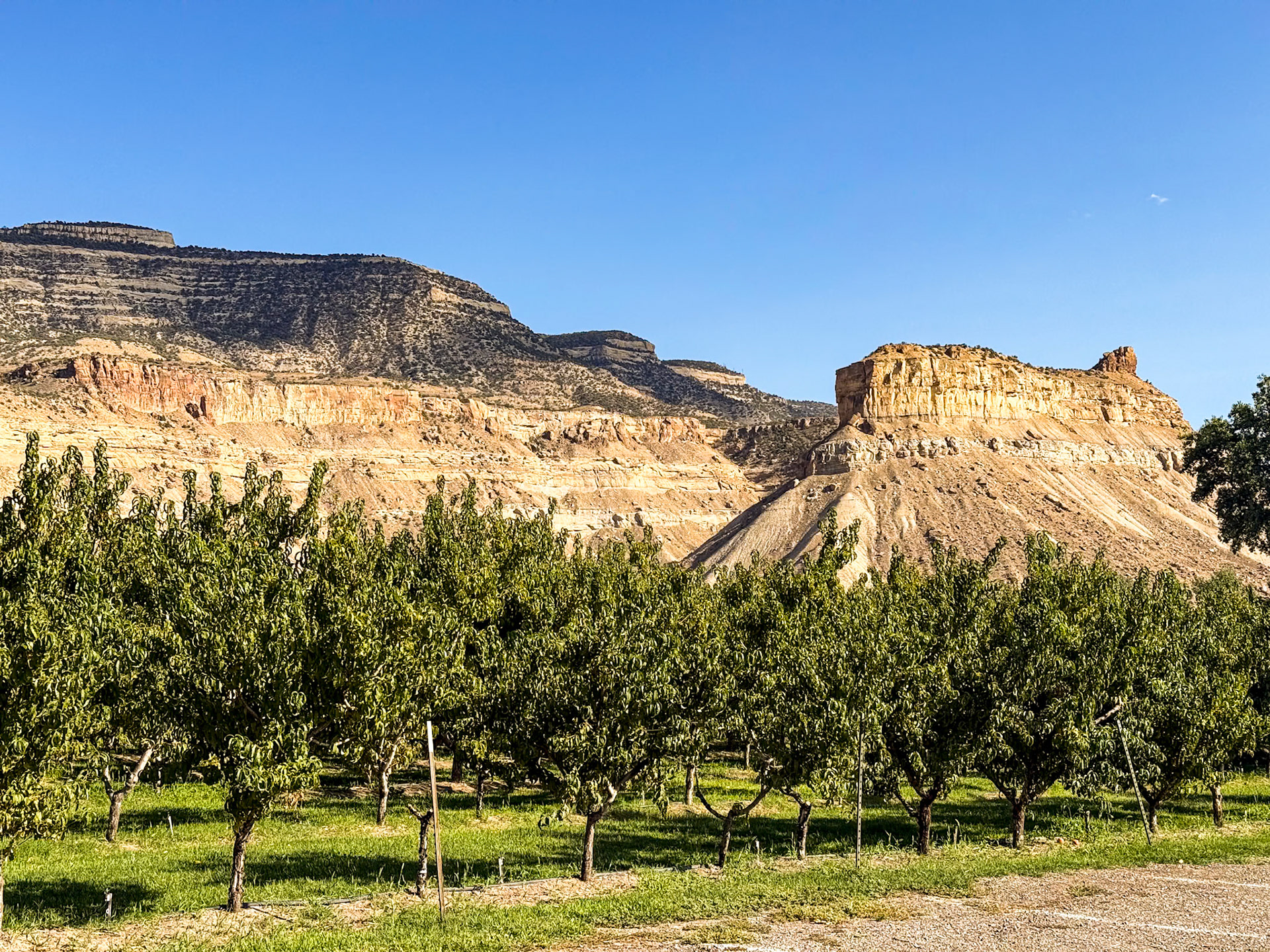 Peach orchard at Palisade Basecamp