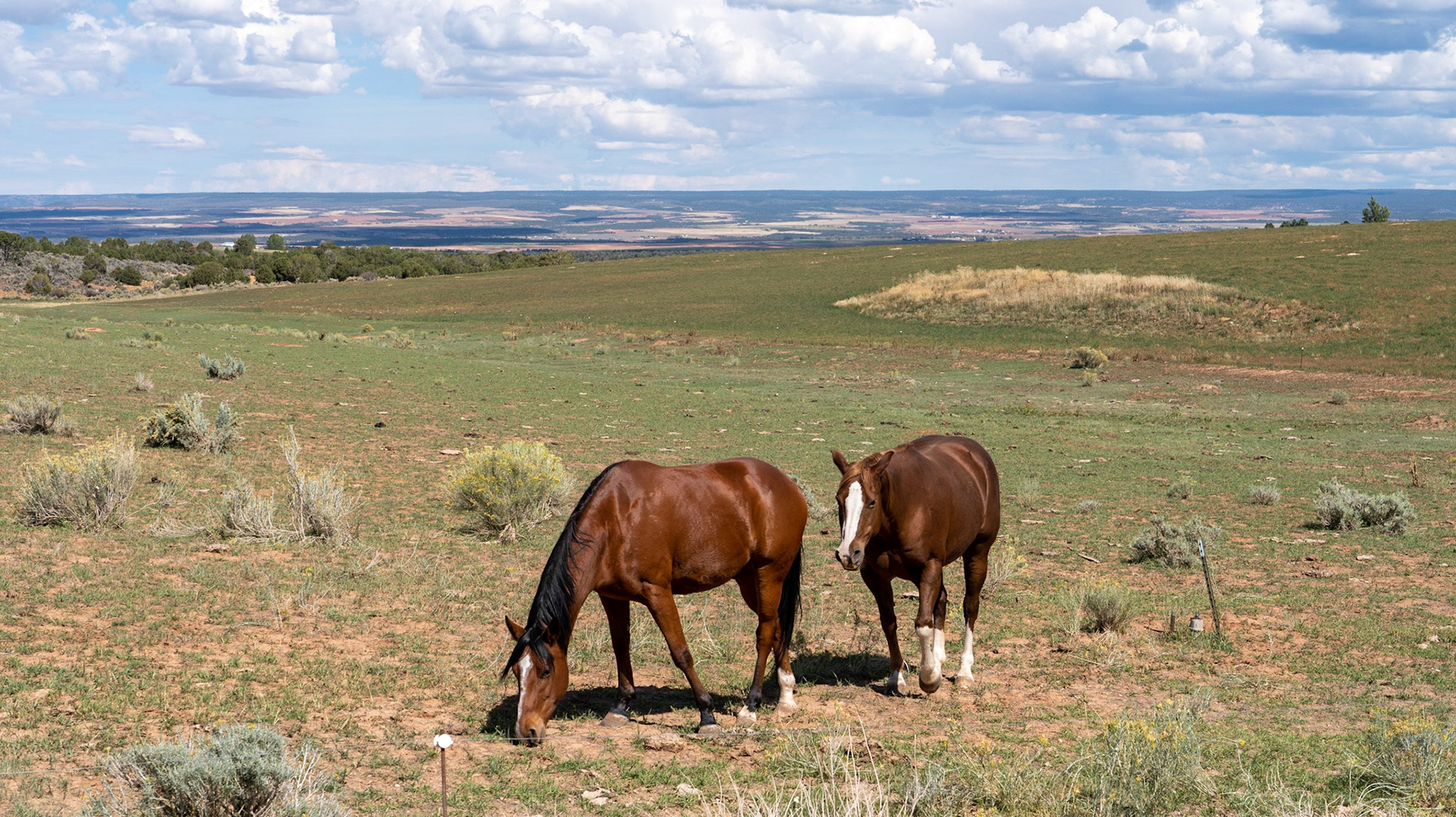 Wild horses beside the road to Hovenweep