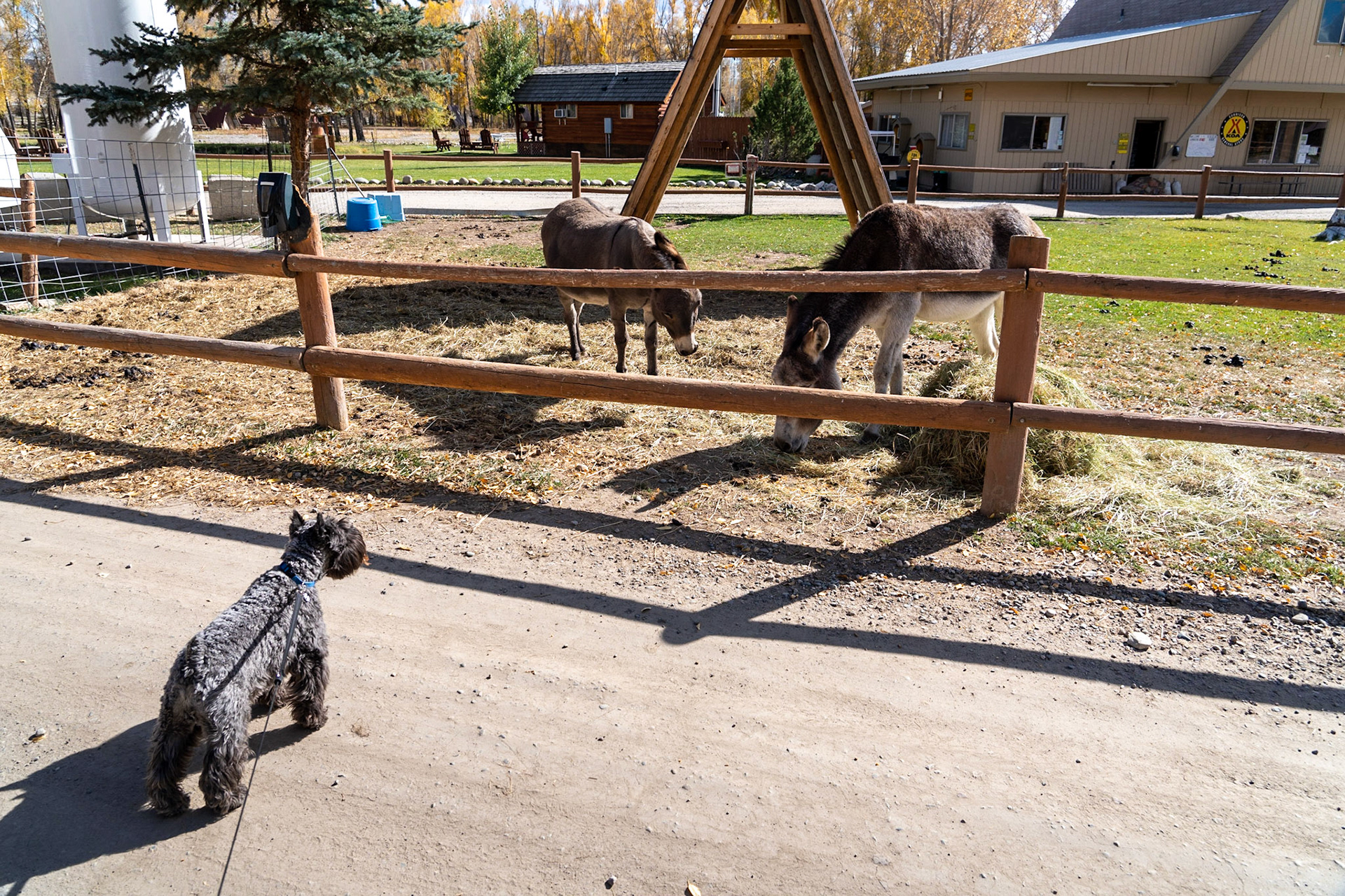 Tripp meets the donkeys