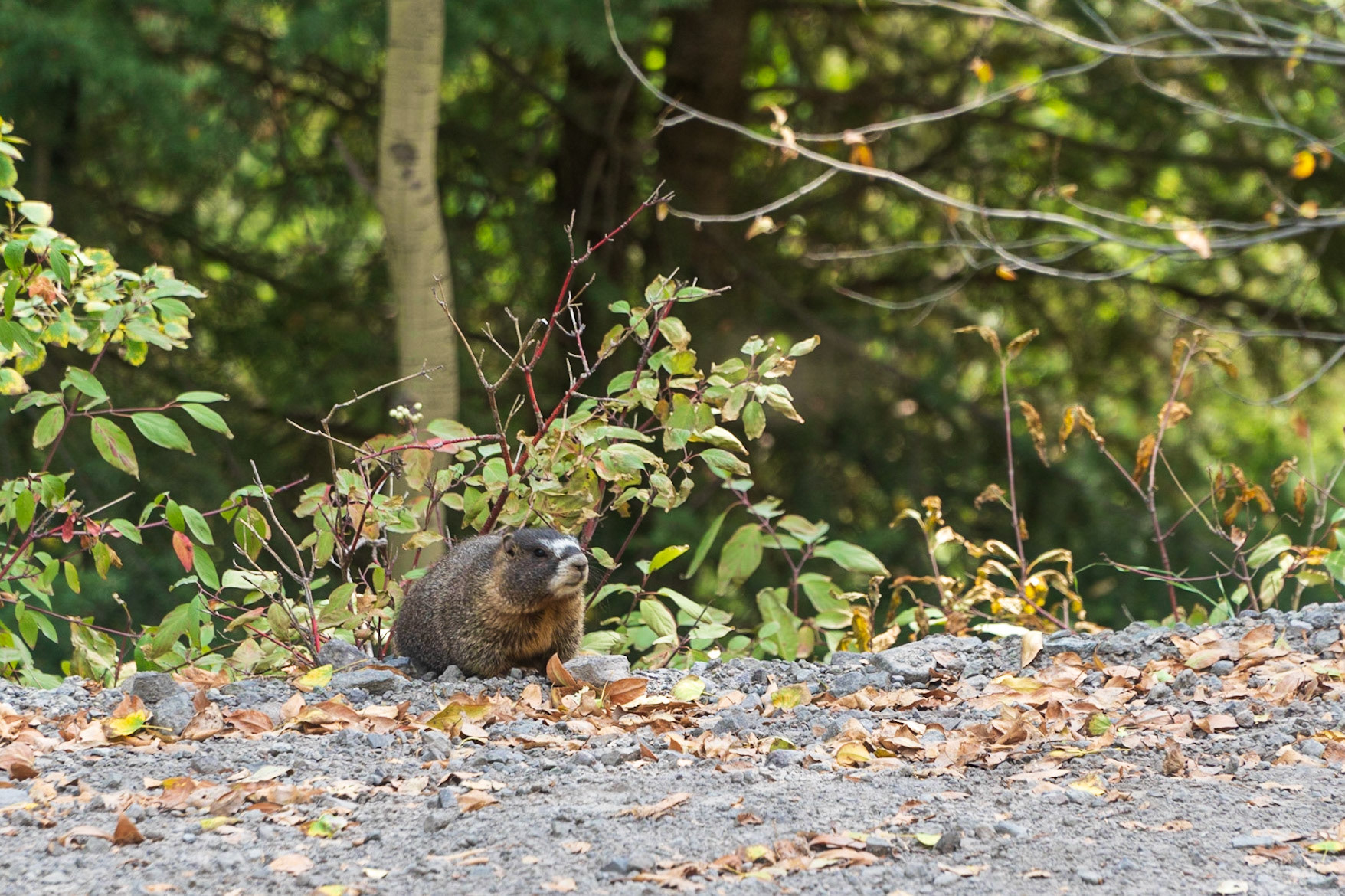 Yellow Bellied Marmot near the road